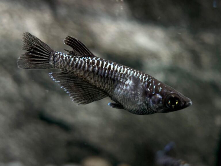ENNMA東京養魚場　ブラックエッジ　1p 10/7 21:25 [ID:20151]