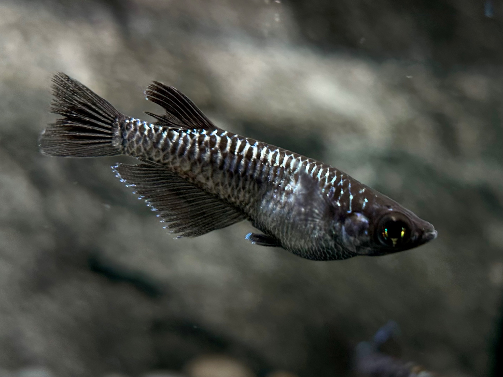 ENNMA東京養魚場　ブラックエッジ　1p 10/7 21:25 [ID:20151]