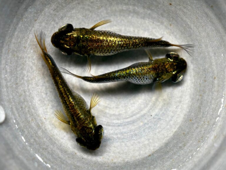 ENNMA東京養魚場) ダークベイダー　オス1メス2 (サ) 10/7 21:07終了 [ID:20184]