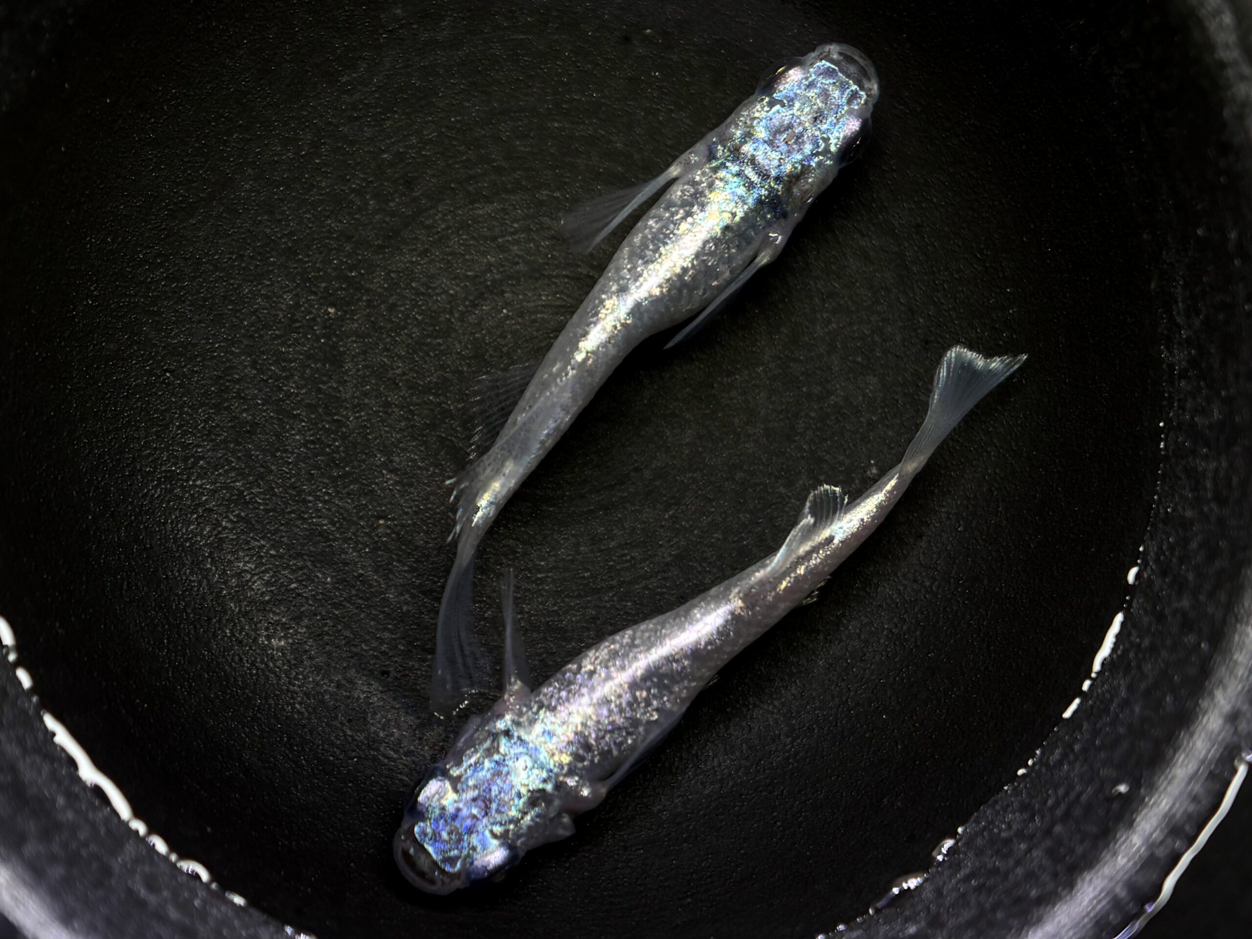 🔥 鹿行めだかあっくん　碧Da 1ペア (サ) 4/10 21:30終了 [ID:7704]