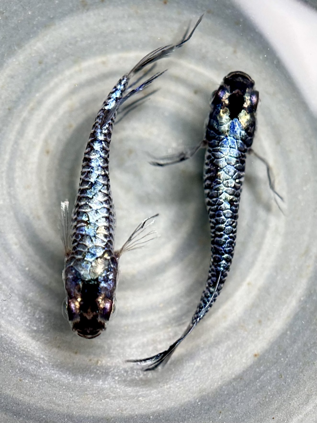 ⭐注目 🔥 ENNMA東京養魚場　シルバーエッジ　1p 10/7 21:30 [ID:20141]
