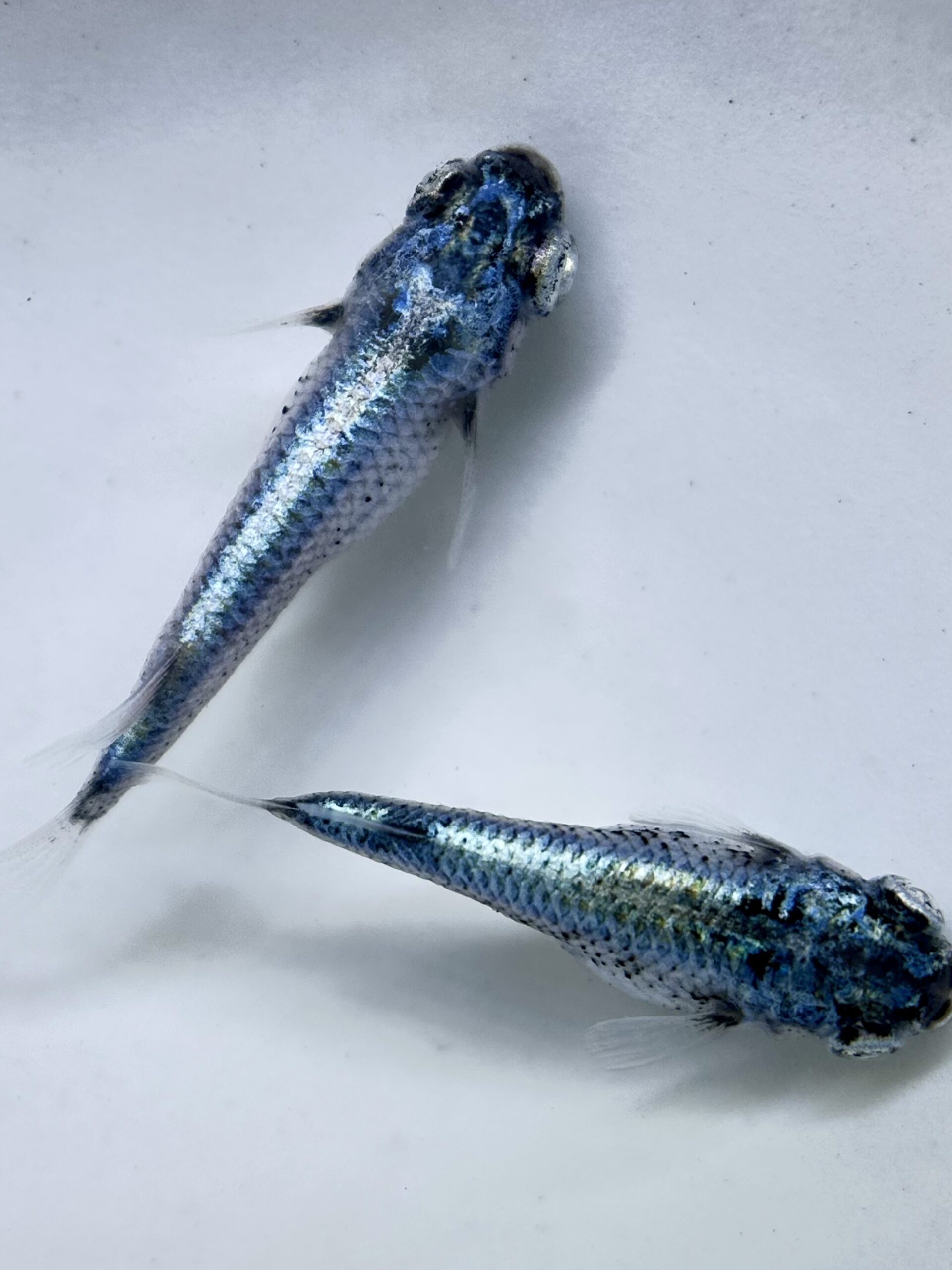 🔥 西郷めだか　新作)藍(あい) 1p　 2/6 21:15終了　[ID:4083]