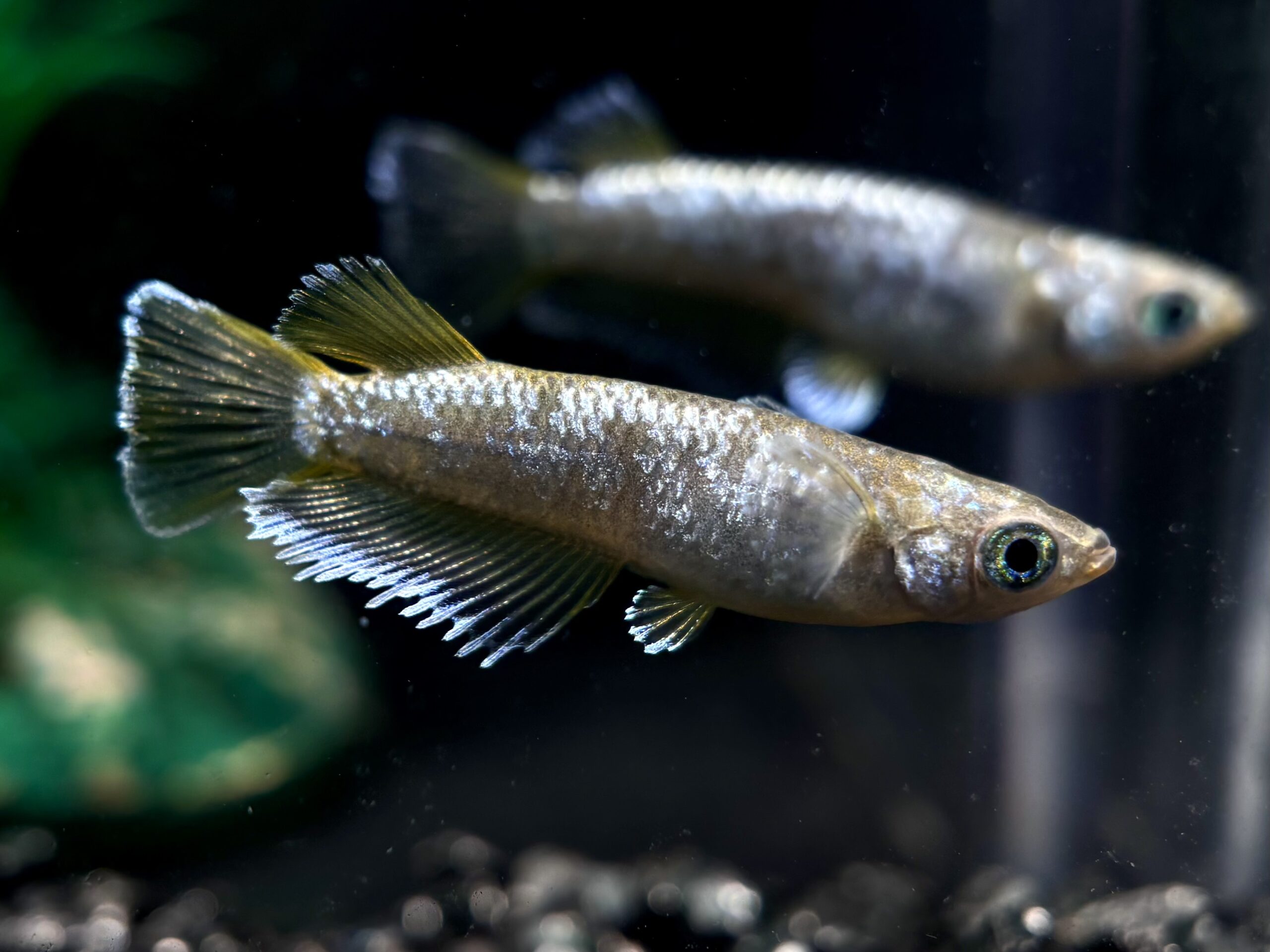 🔥 まーぼー　ベル　1ペア (サ) 4/13 21:10終了 [ID:7859]