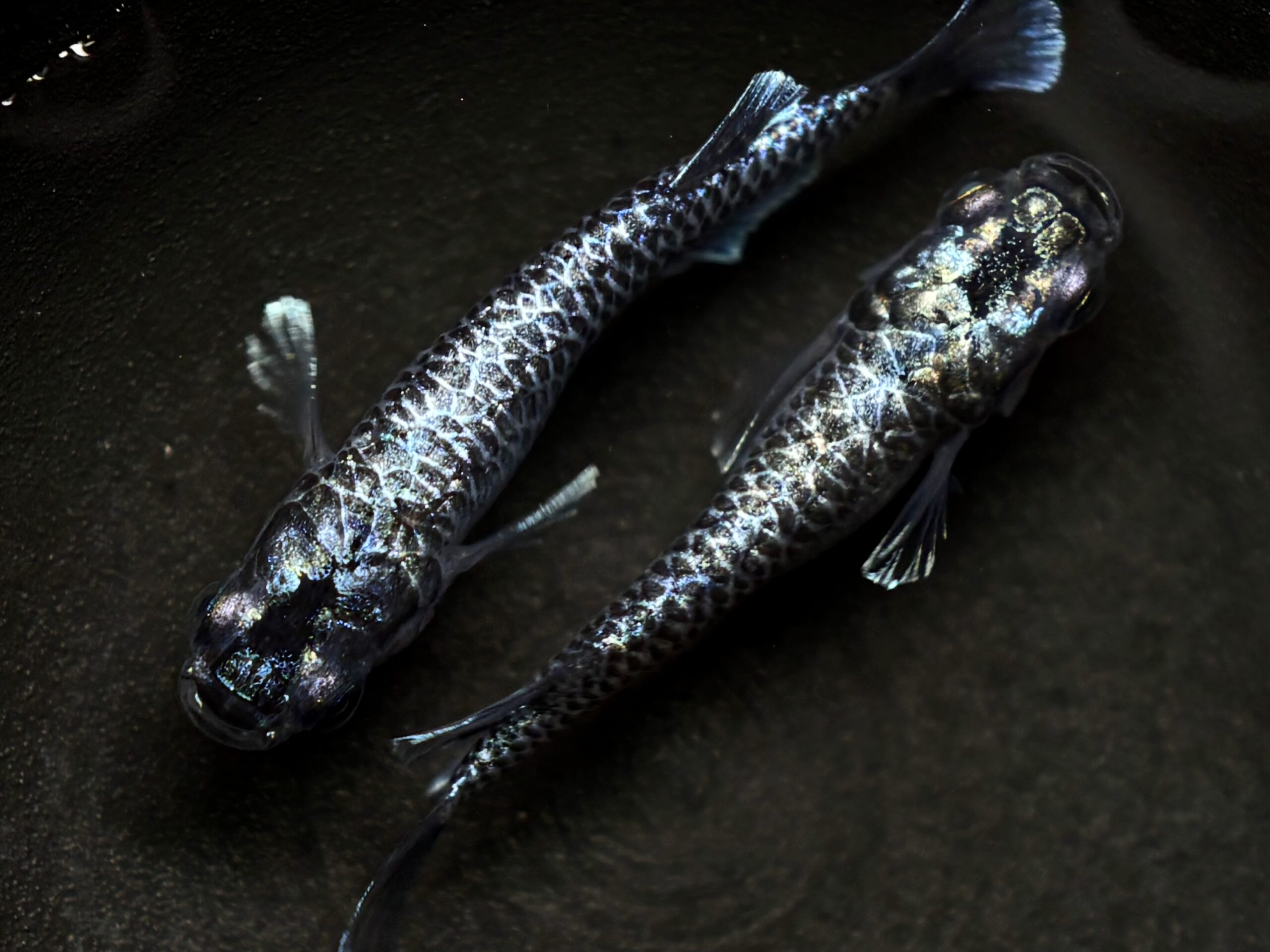 🔥 無限めだか　龍鱗　1ペア (サ) 4/13 21:15終了 [ID:7867]