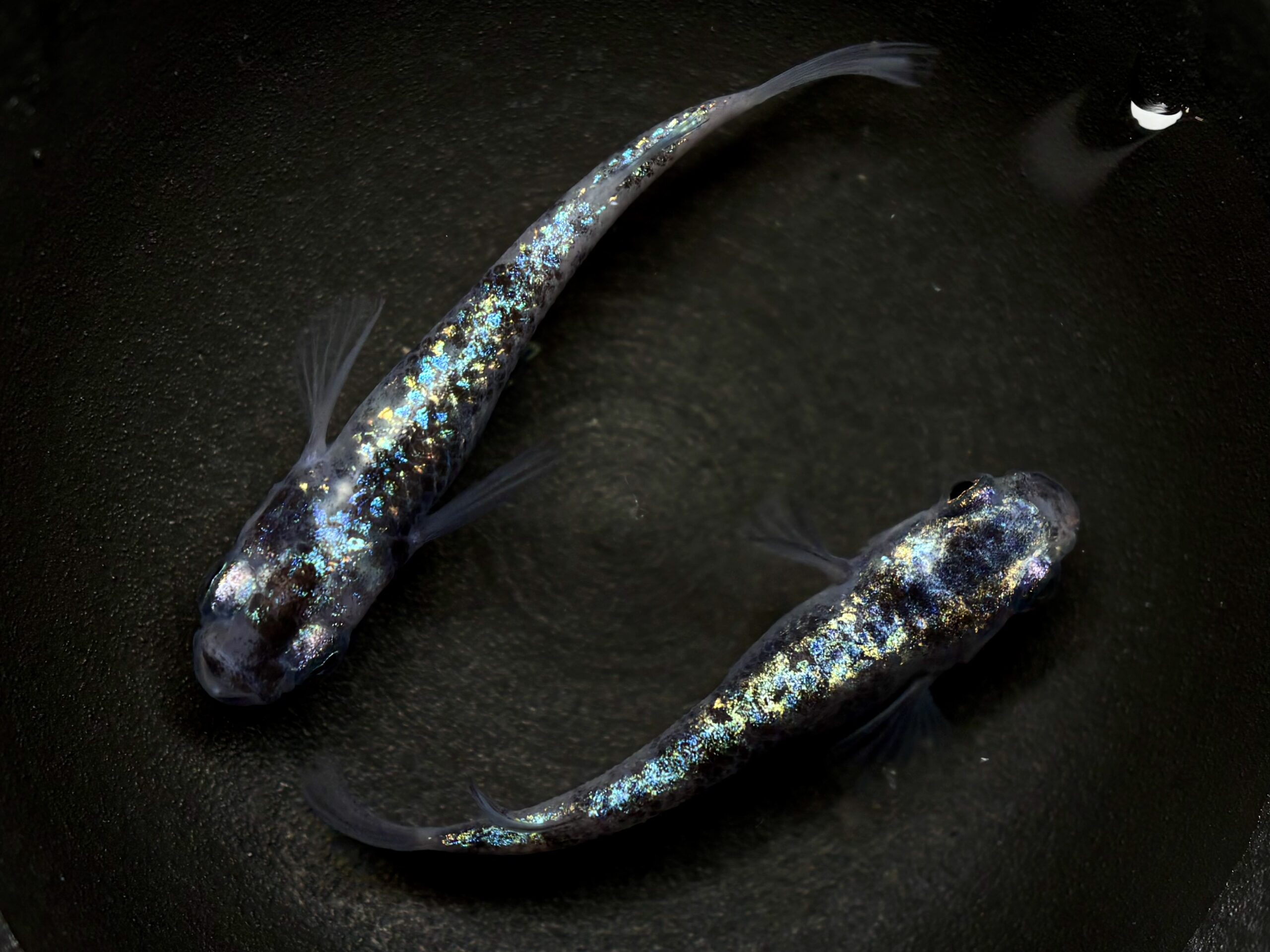 🔥 45めだか　倭寇蒼天　1ペア (サ) 4/13 21:20終了 [ID:7875]