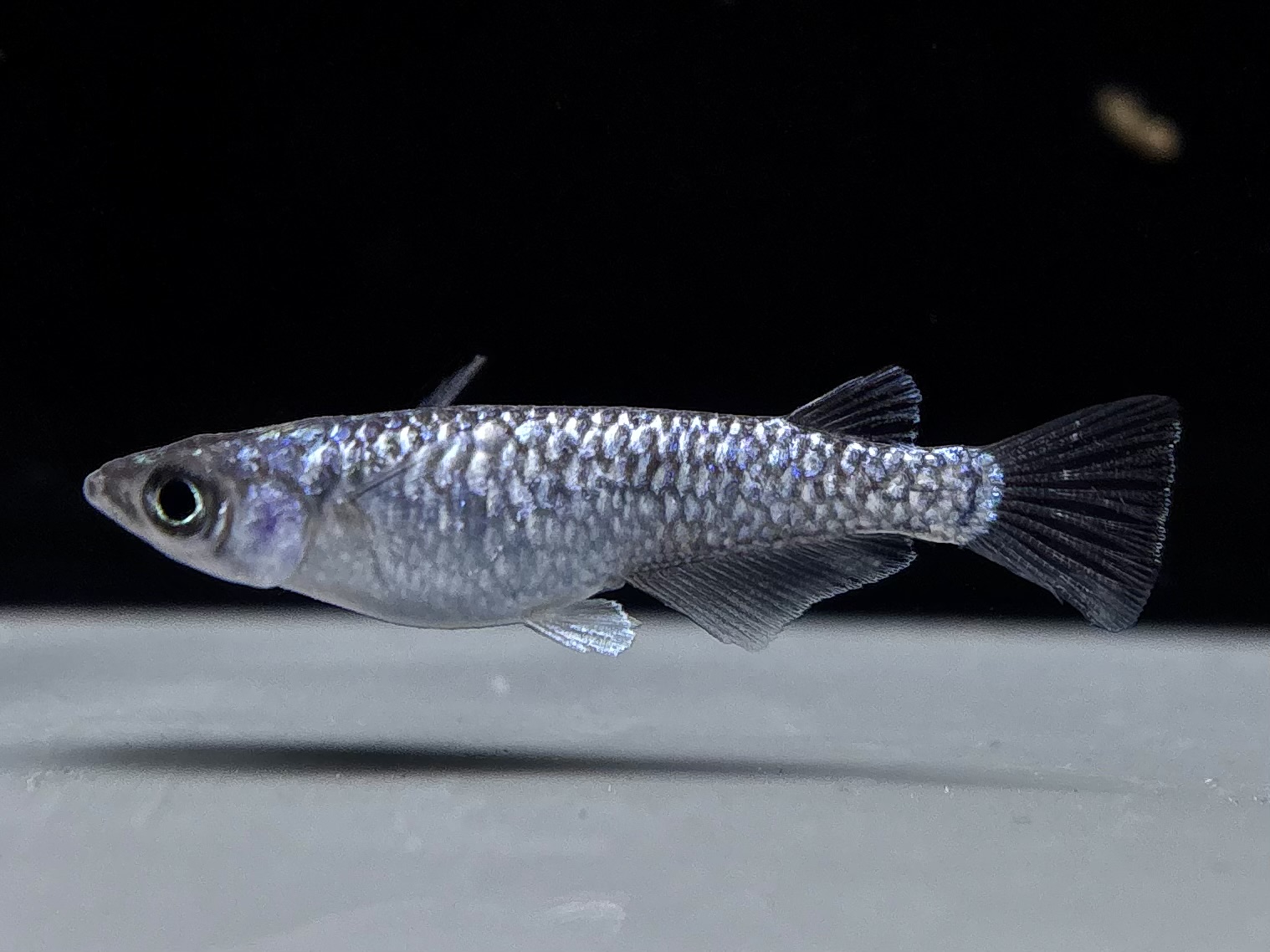 🔥 垂水政治氏　スパングル　1ペア (サ) 4/13 21:30終了 [ID:7890]