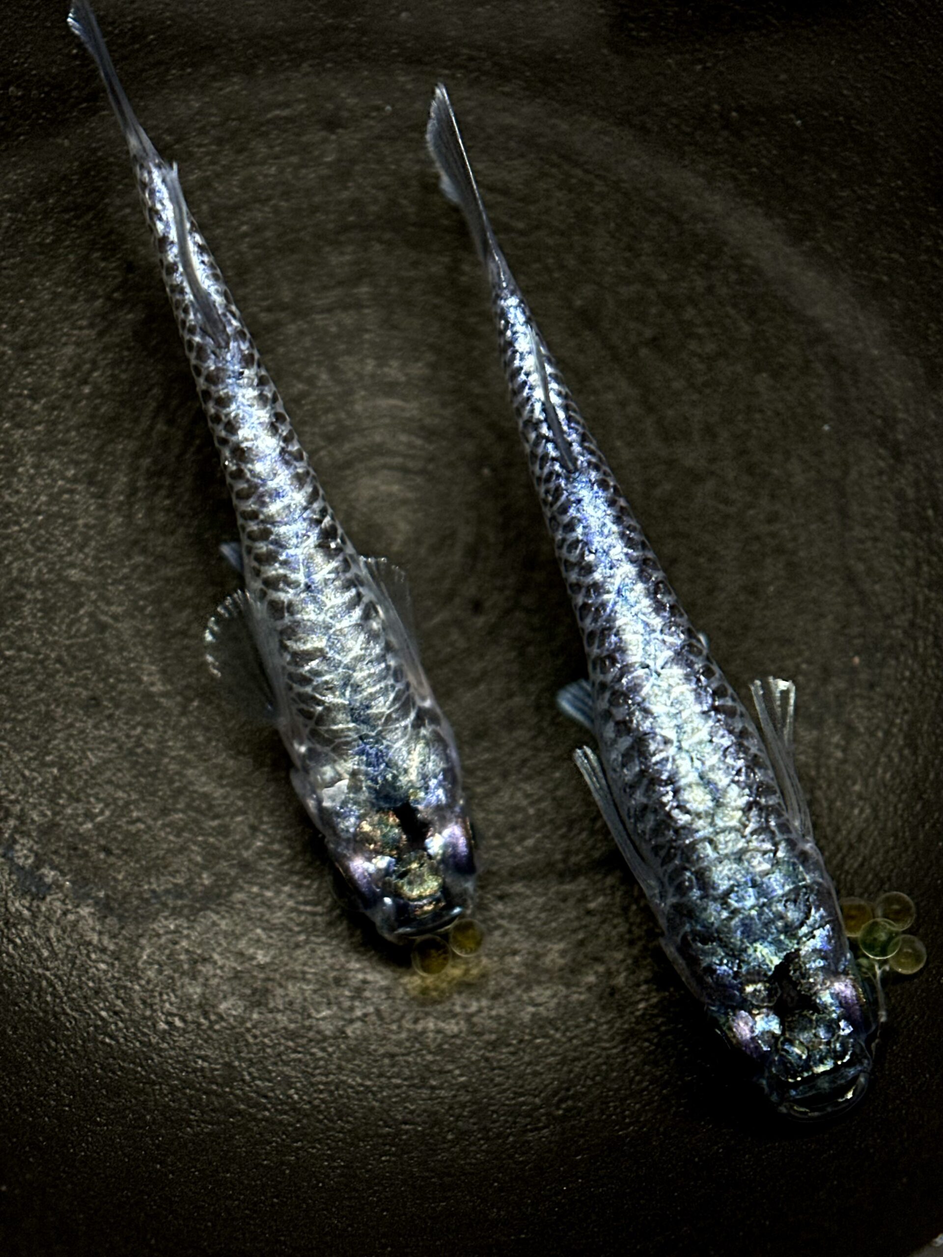 🔥 無限めだか　龍鱗　1p 2/9 21:15 [ID:4180]