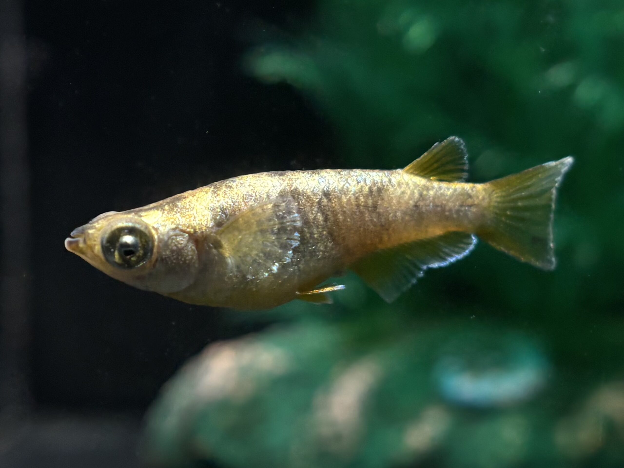 🔥 愛善めだか　レガリア　1ペア (サ) 4/13 21:25終了 [ID:7881]