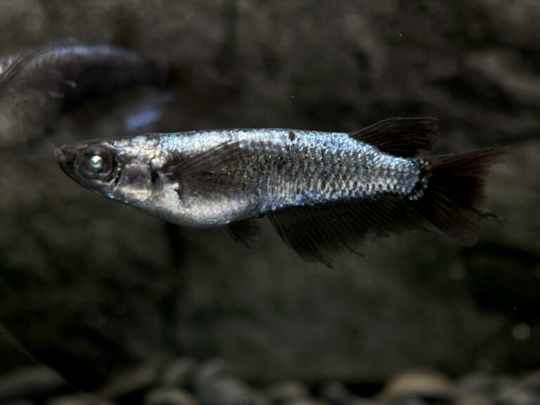 Anonmouskillifish 蒼鱗黝式　雄1雌2 10/9 21:30 [ID:20316]