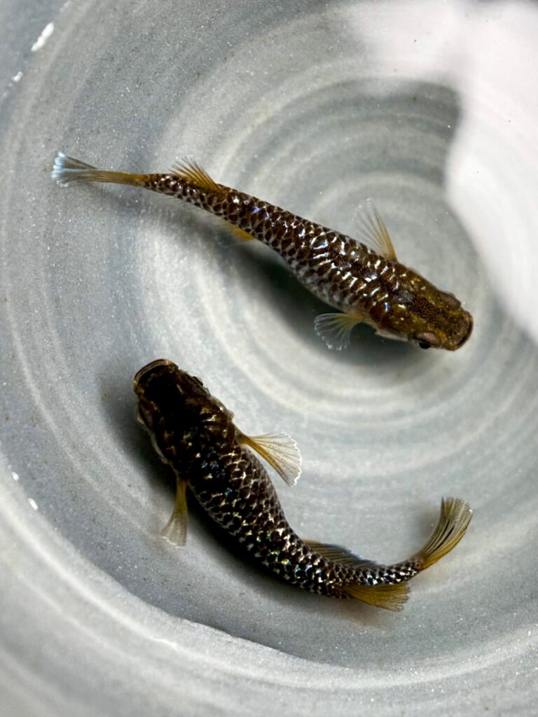 Anonmouskillifish マジックアワー　1p 10/9 21:26 [ID:20328]