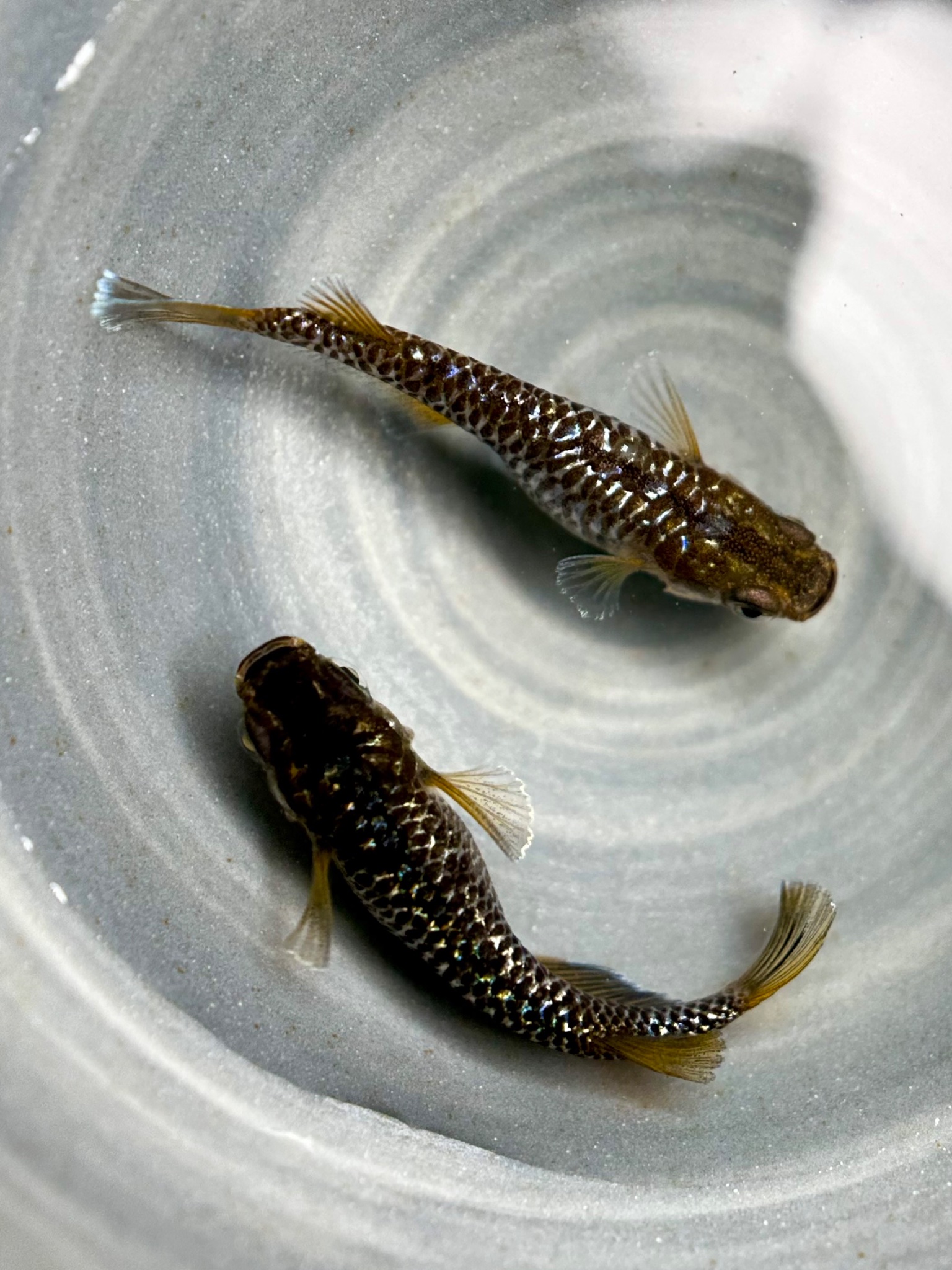 Anonmouskillifish マジックアワー　1p 10/9 21:26 [ID:20328]