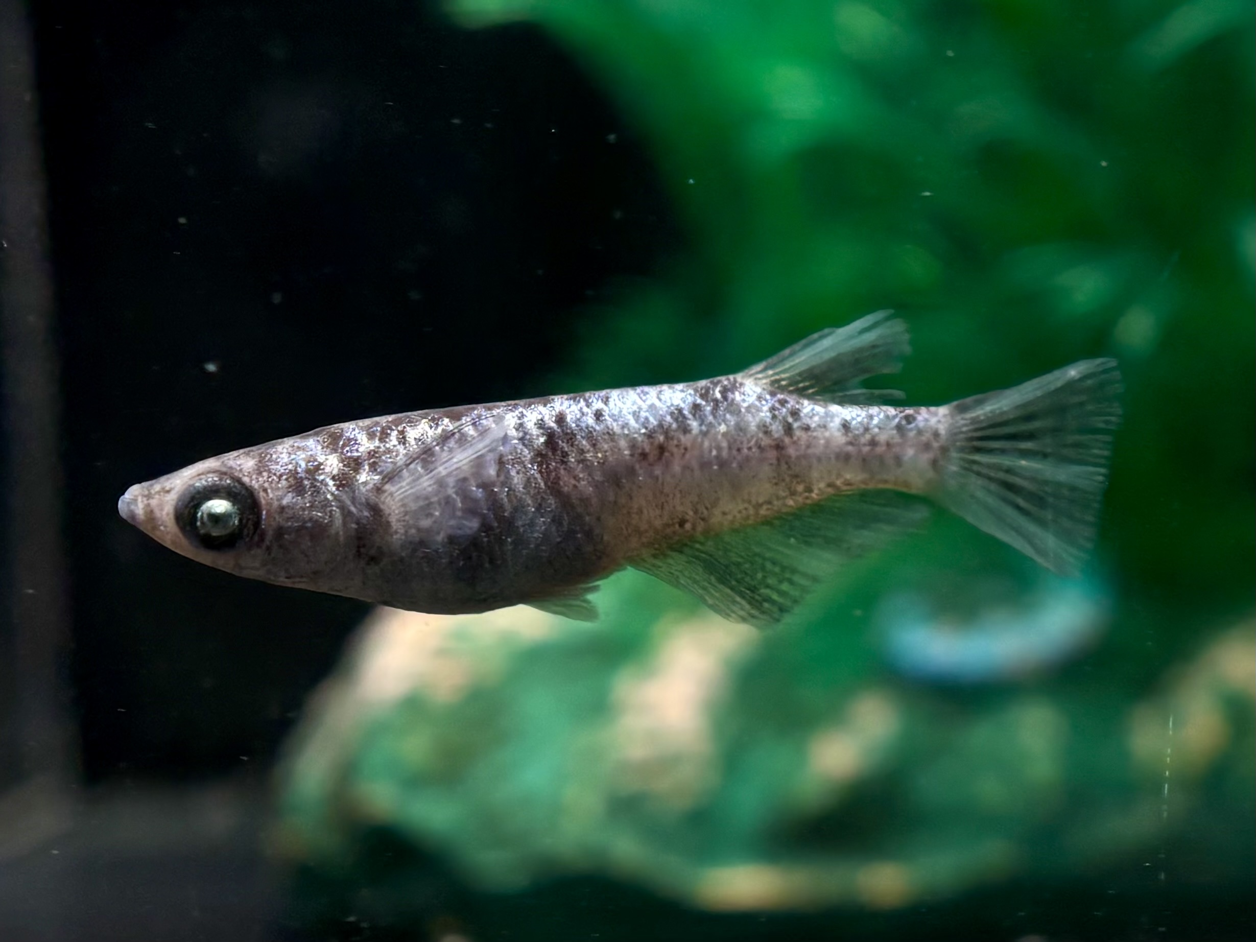 🔥 45めだか　倭寇黒鉄　1ペア (サ) 4/14 21:10終了 [ID:7975]