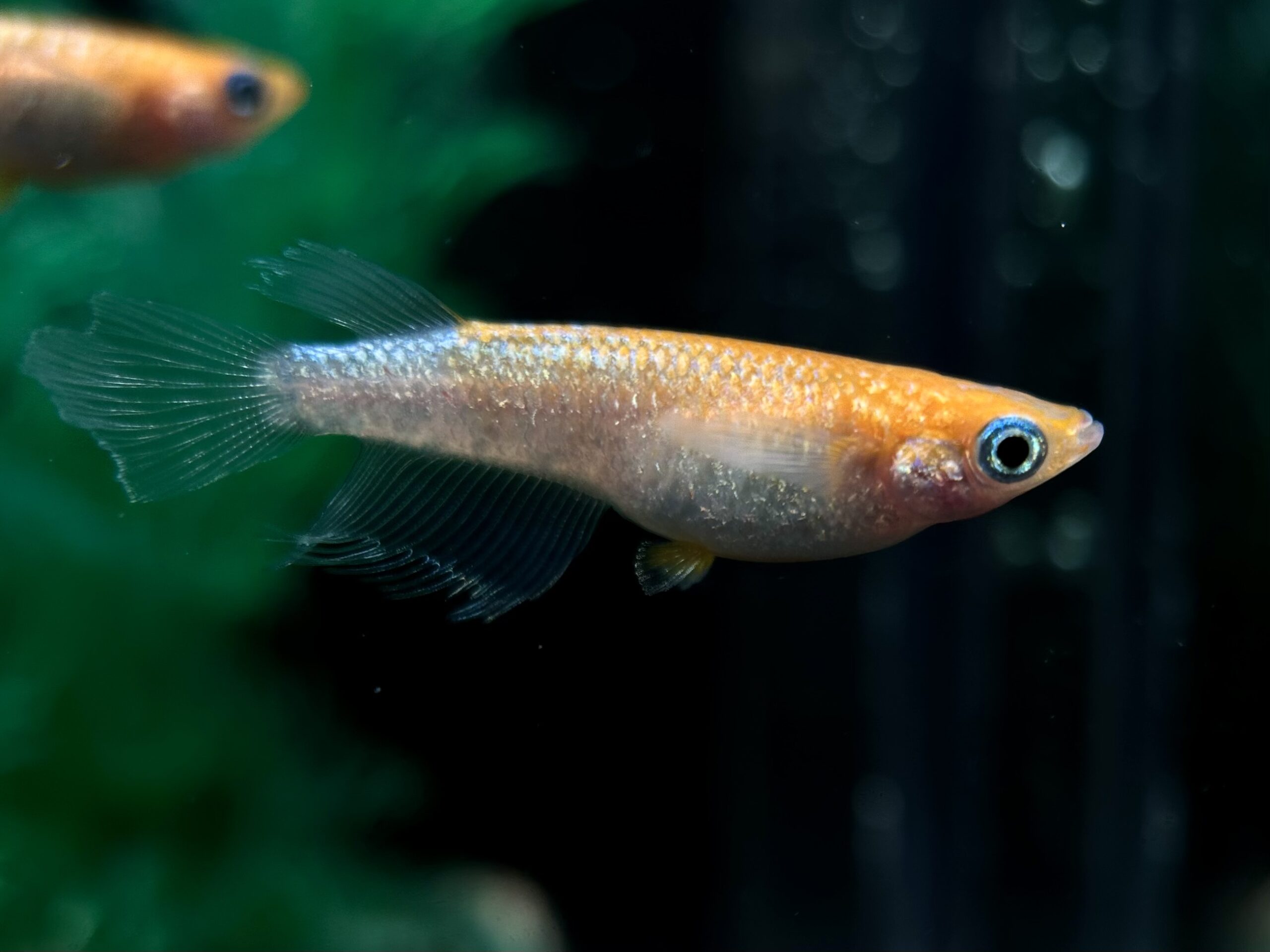 🔥 夢中めだか　南国(トロピカルラメ) 1p 2/18 21:25終了 [ID:4394]