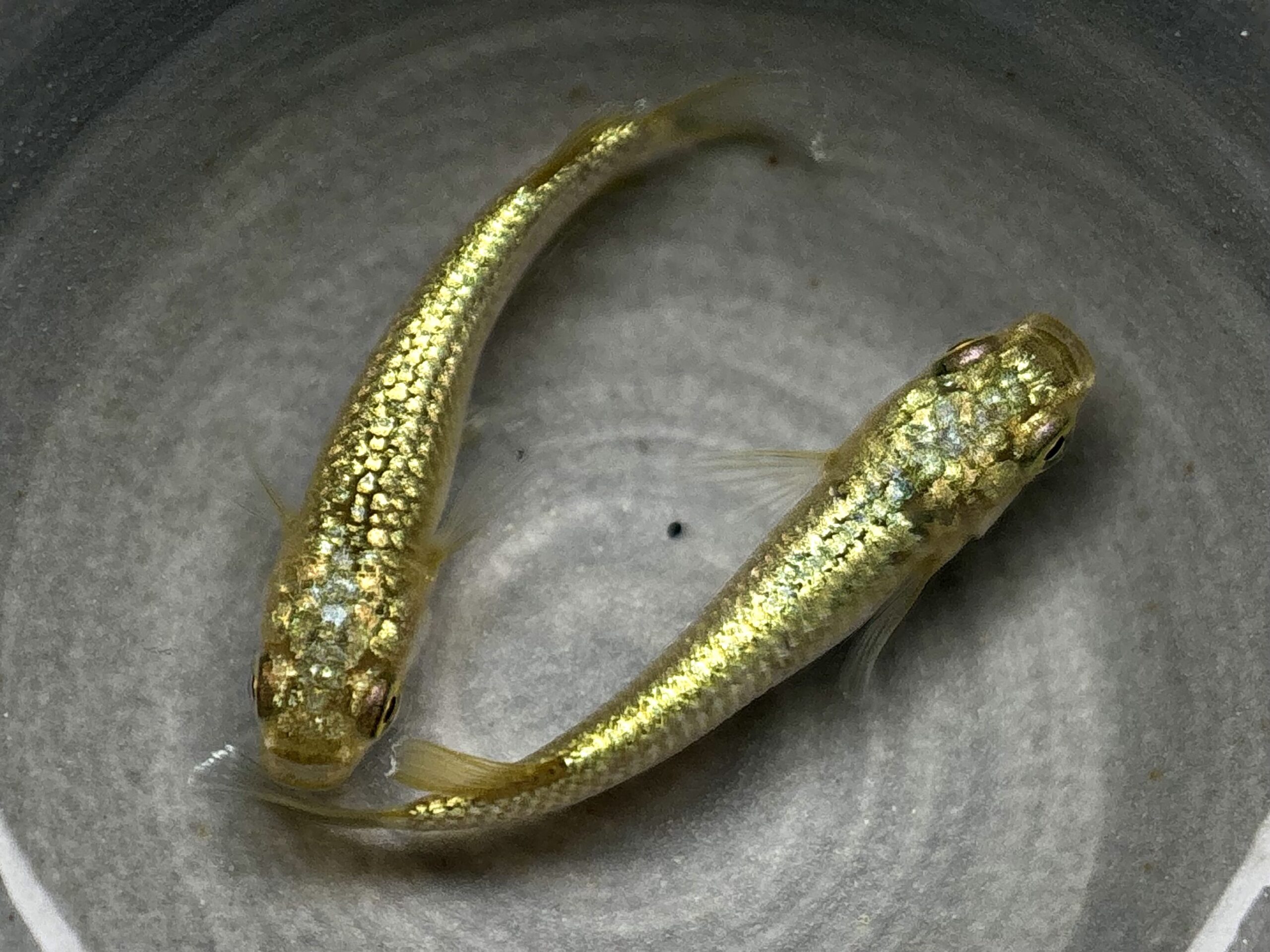 🔥 直めだか　金塊新系統WF 1ペア (サ) 4/14 21:13終了 [ID:7984]