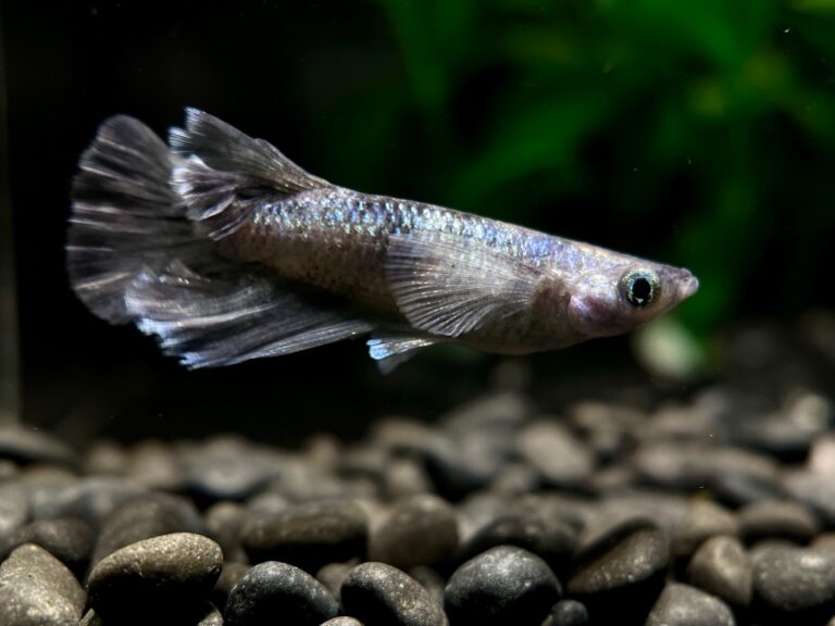 フジアクアグリーン神戸　初出品)ルルペガサス三色　1p 10/9 21:28 [ID:20421]