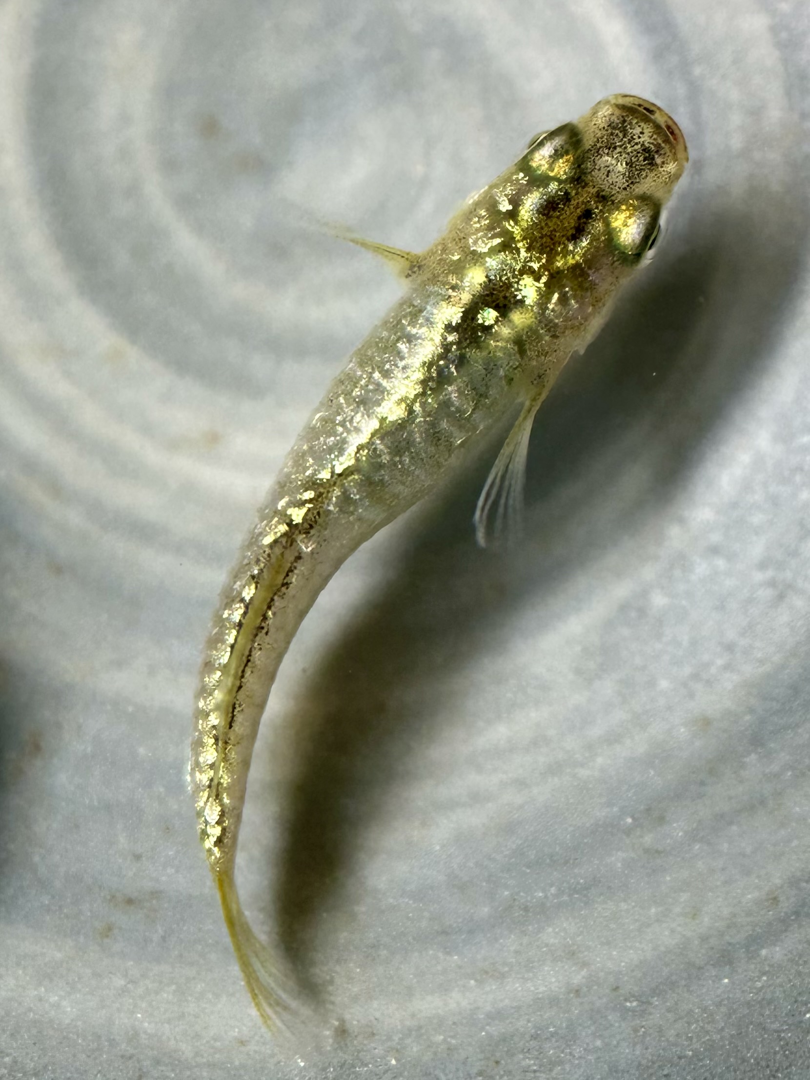 🔥 まーぼー　最新)エルドラ　1p＋ヘテロメス1 7/20 21:50 [ID:14873]
