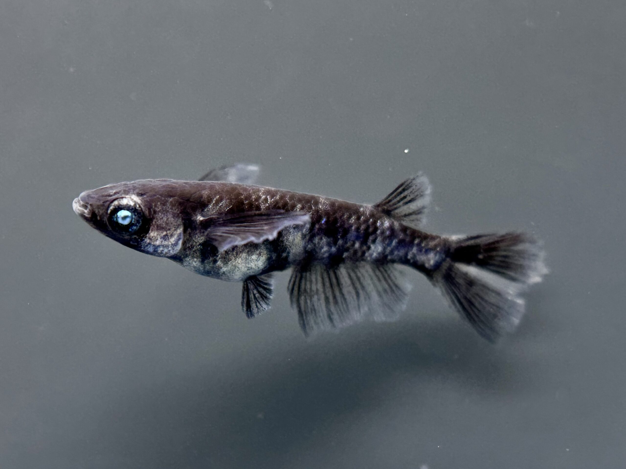 🔥 三池めだか　黝輝メジェドvol.2　1ペア(サ) 2/18 21:23終了 [ID:4440]