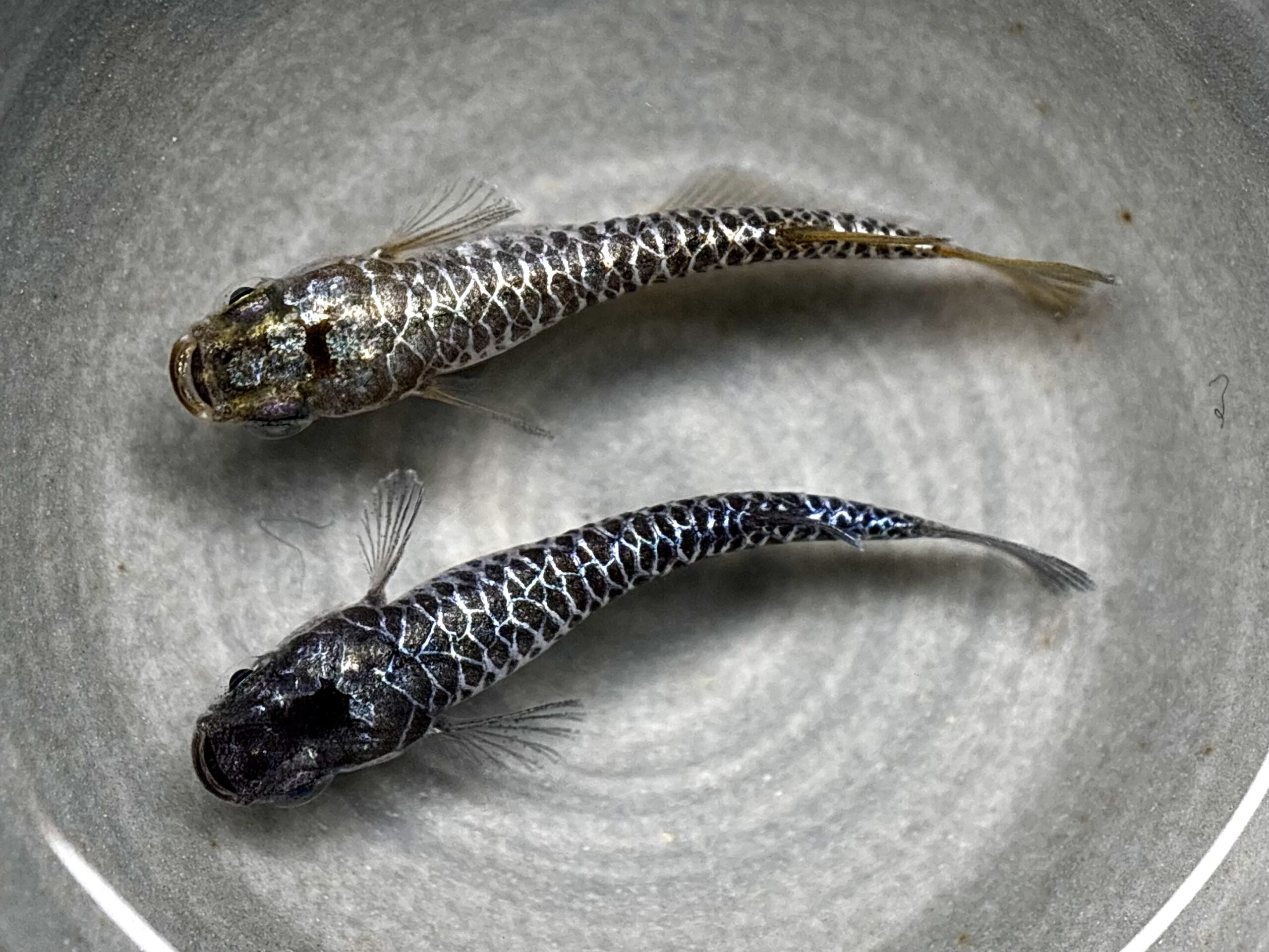 🔥 ENNMA TOKYO 龍鱗　1ペア (サ) 4/14 21:15終了 [ID:7993]