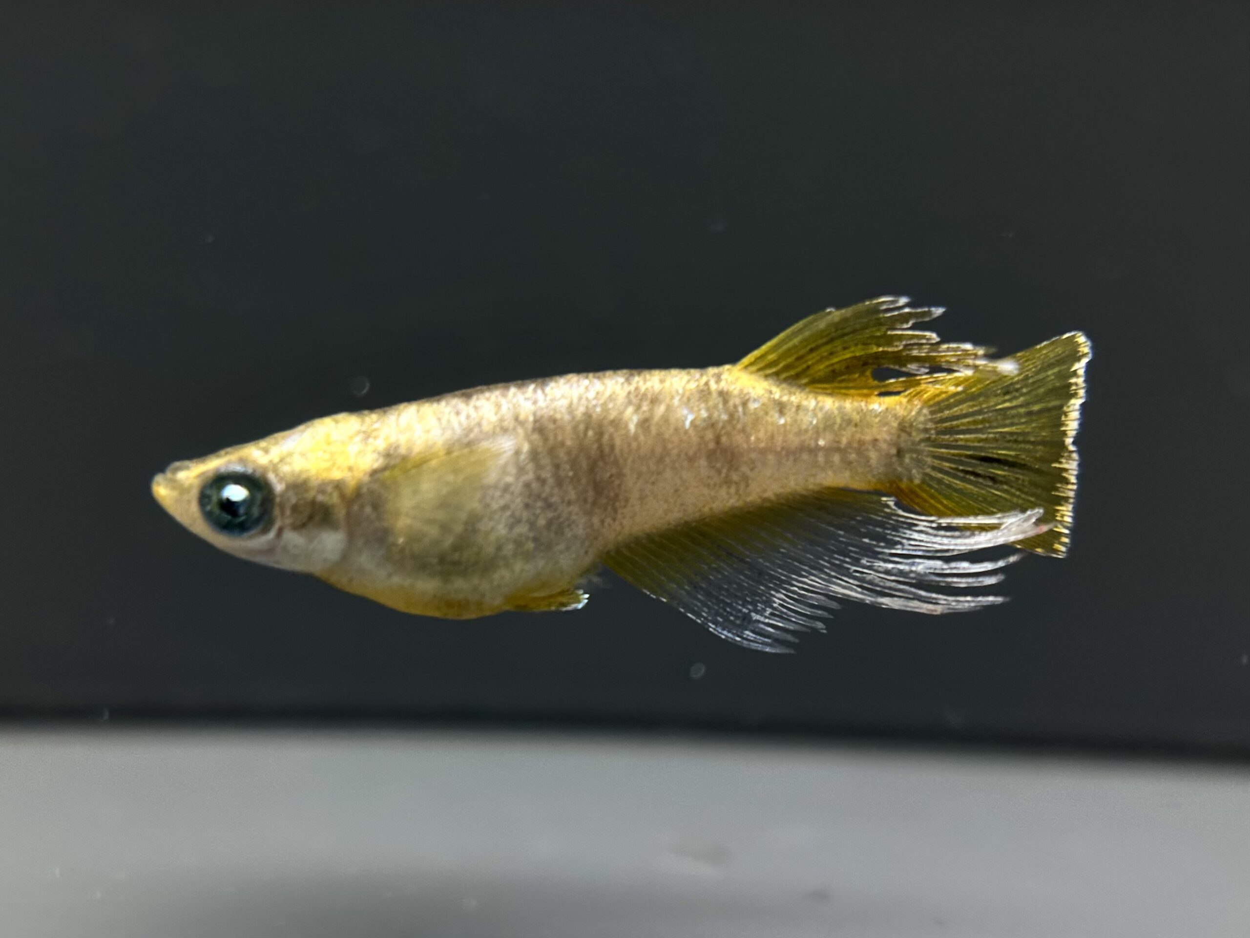 🔥 愛善めだか　レガリア　1ペア(サ) 2/20 21:10終了 [ID:4512]