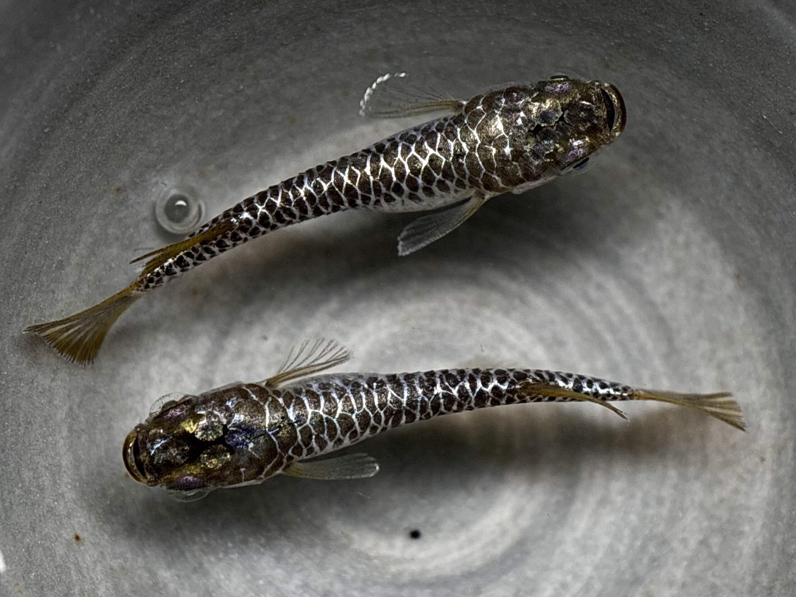 🔥 ENNMA TOKYO 龍鱗(パール)オス2 (サ) 4/14 21:18終了 [ID:8003]