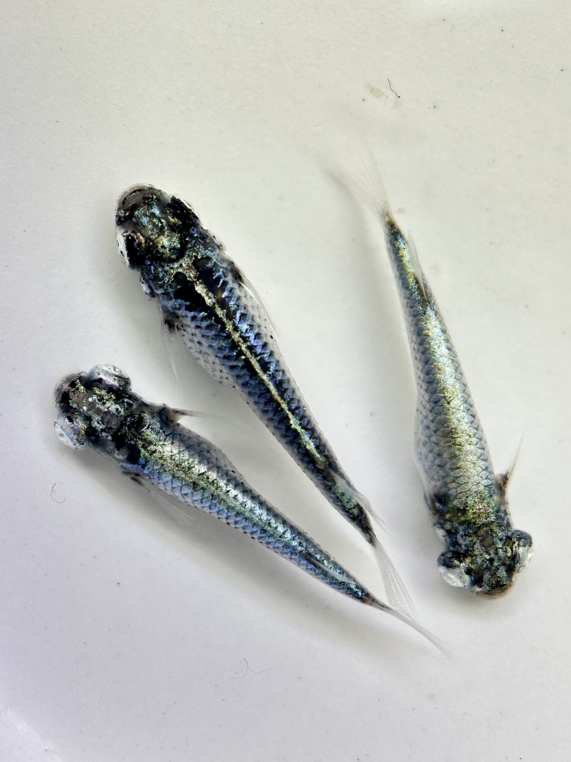 🔥 西郷めだかブリード　二子玉めだか作出　カルマ オス2メス1 (サ) 2/20 21:15終了 [ID:4519]