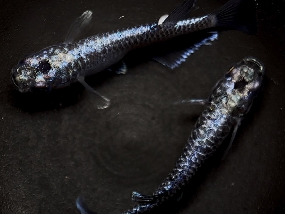 🔥 無限めだか　龍鱗　1ペア(サ) 2/20 21:20終了 [ID:4555]