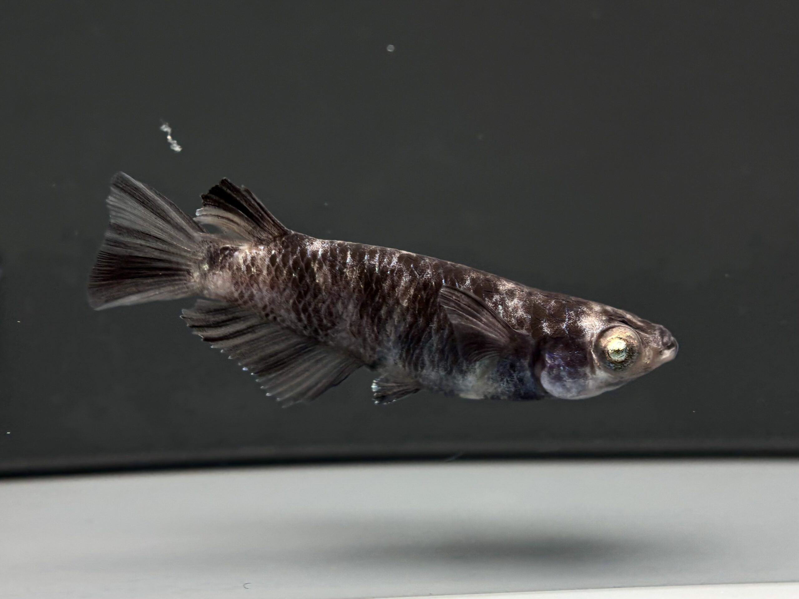 🔥 ENNMA TOKYO SWGL 1ペア (サ) 4/14 21:23終了 [ID:8020]