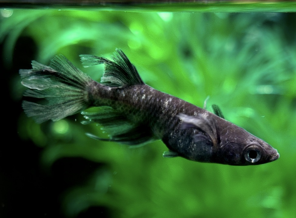 🔥 めだか処くろべぇ　初出)墨燕(ぼくえん) 1p 2/21 21:20終了 [ID:4579]