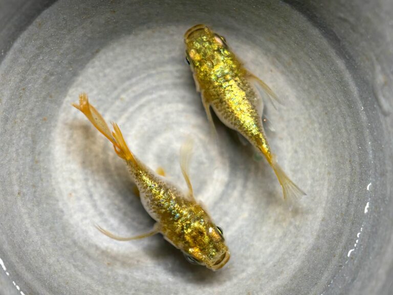 ENNMA東京養魚場) ネプチューン黄金ダルマ　1ペア (サ) 21:15終了 [ID:20563]