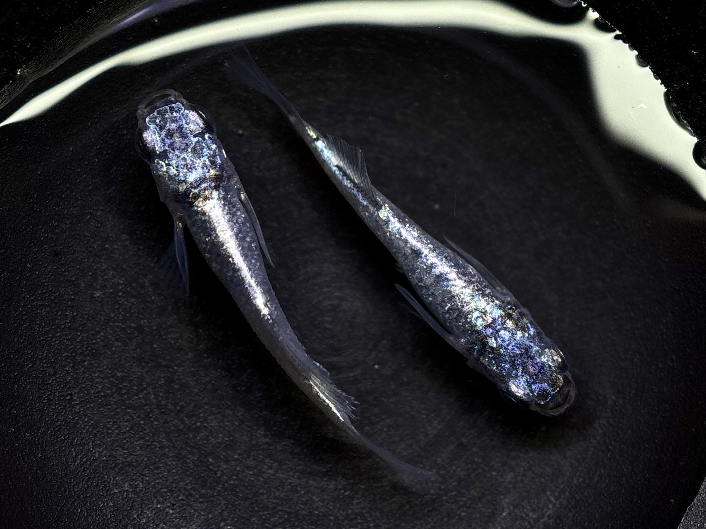 🔥 鹿行めだかあっくん　碧Da 1ペア (サ) 4/14 21:20終了 [ID:8012]