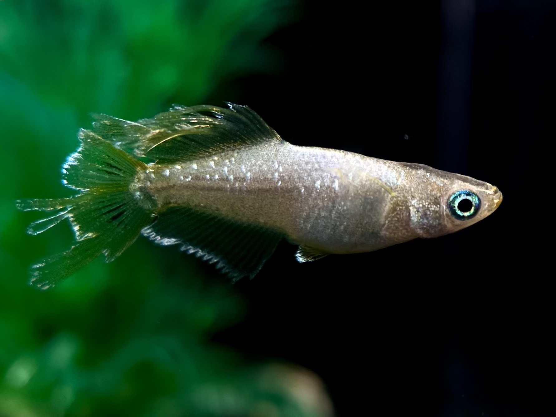 🔥 愛善めだか　イグリット　オス1メス2 2/21 21:10 [ID:4599]