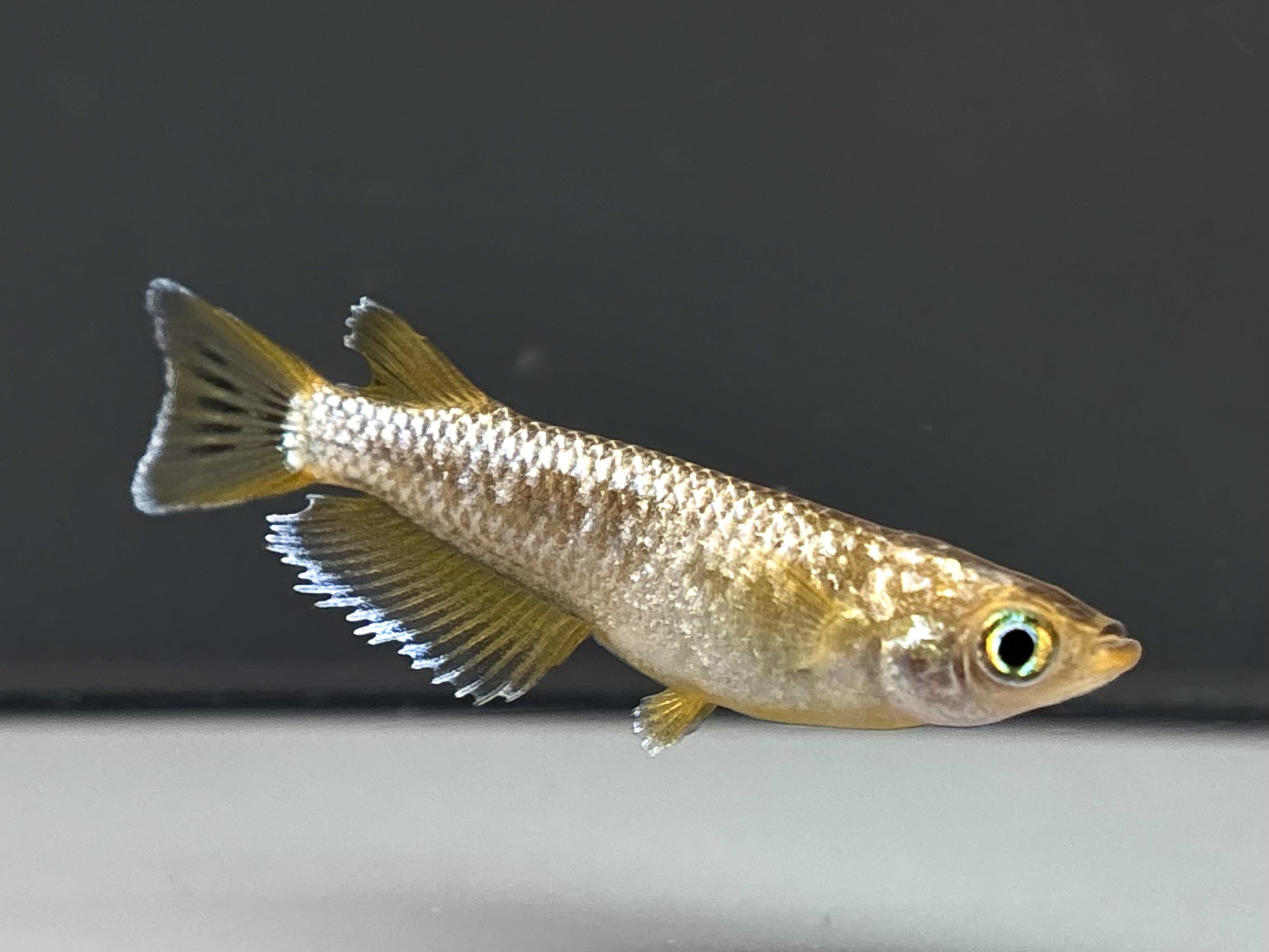 🔥 河めだか　オランジェコメット　1ペア (サ) 4/14 21:25終了 [ID:8029]