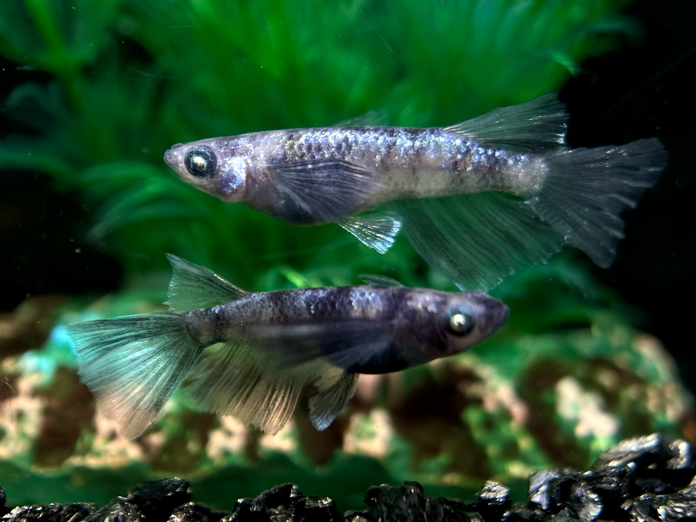 🔥 河めだか　ΣB(シグマブルー) 1p＋ヘテロオス1 2/21 21:30終了 [ID:4610]