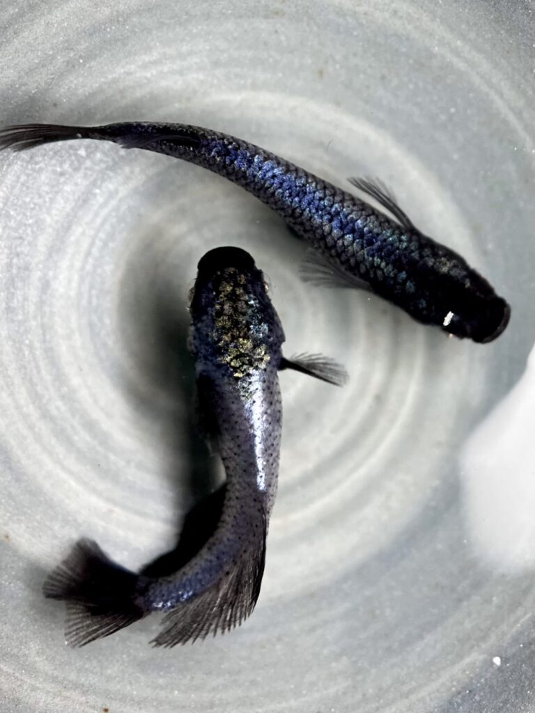 三池めだか　最初作　蒼鱗黝式　1P ❷雄ヒカリ