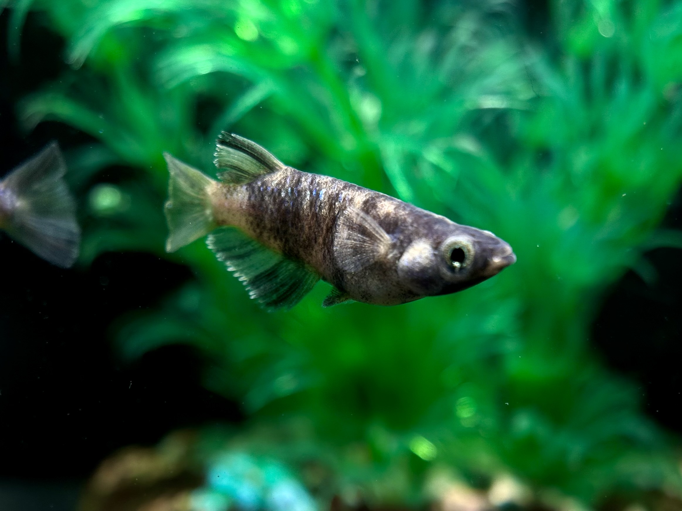 🔥 めだか処くろべぇ　金剛力士　1p 2/21 21:30終了 [ID:4621]