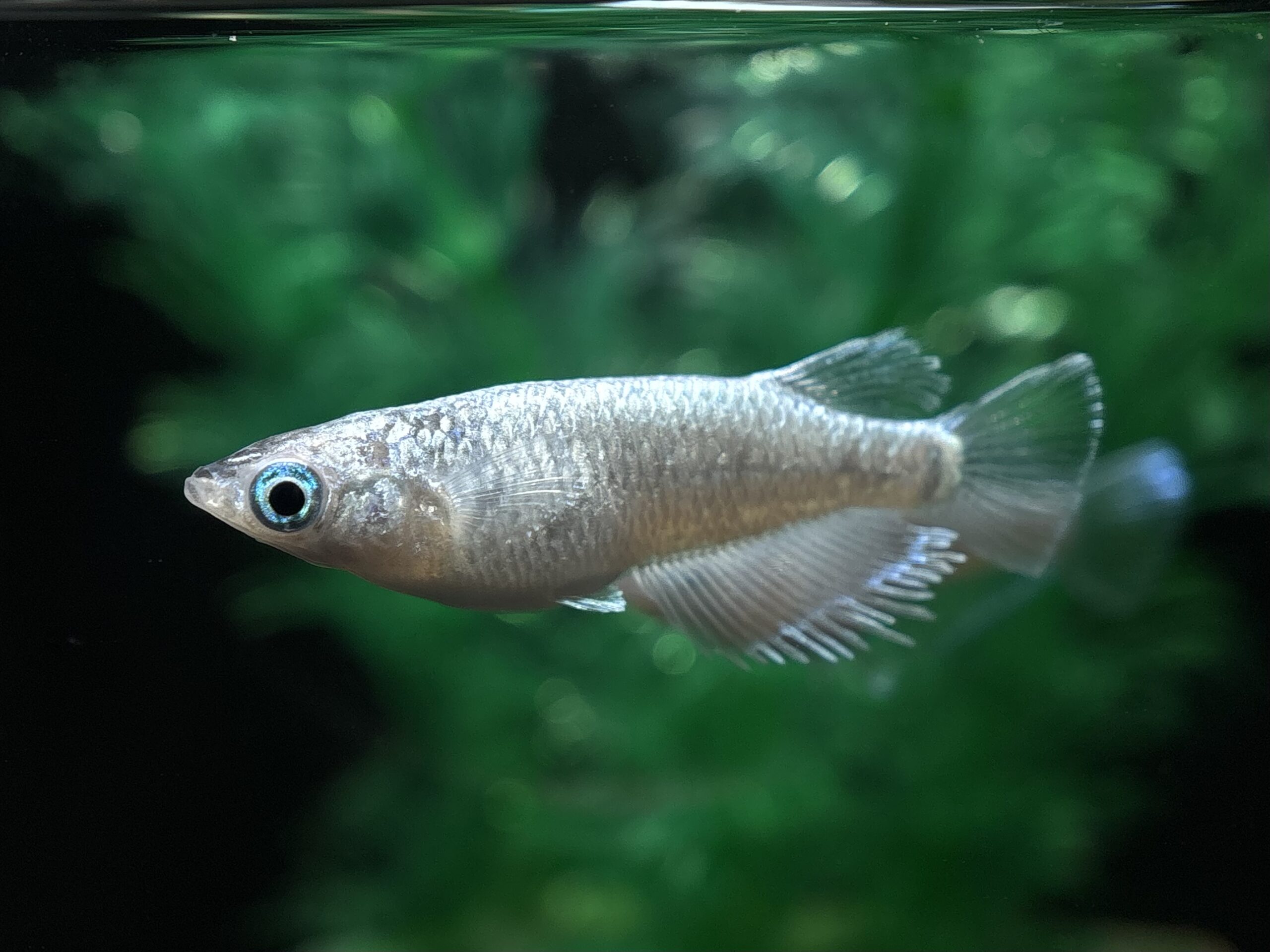 🔥 まーぼー　アポロンtypeA 1ペア (サ) 21:30終了 [ID:8209]