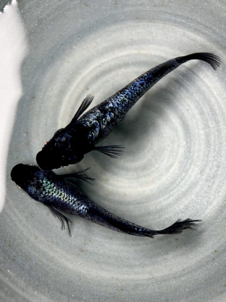 三池めだか　最初作　蒼鱗黝式　1P ❹雄ヒカリ