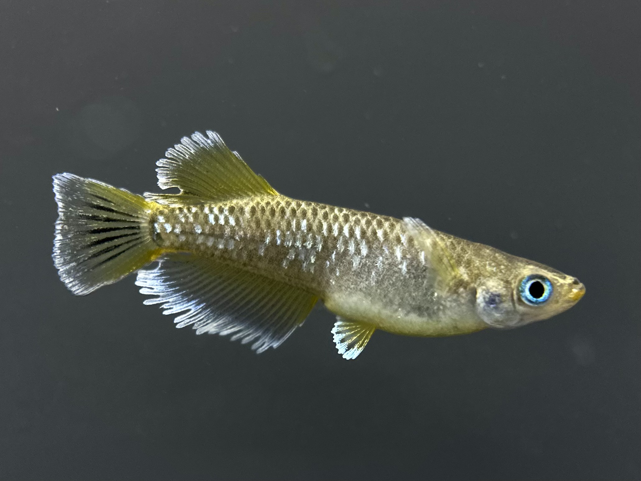 🔥 まーぼーブリード　フロマージュ　1ペア(サ) 2/23 21:10終了 [ID:4684]