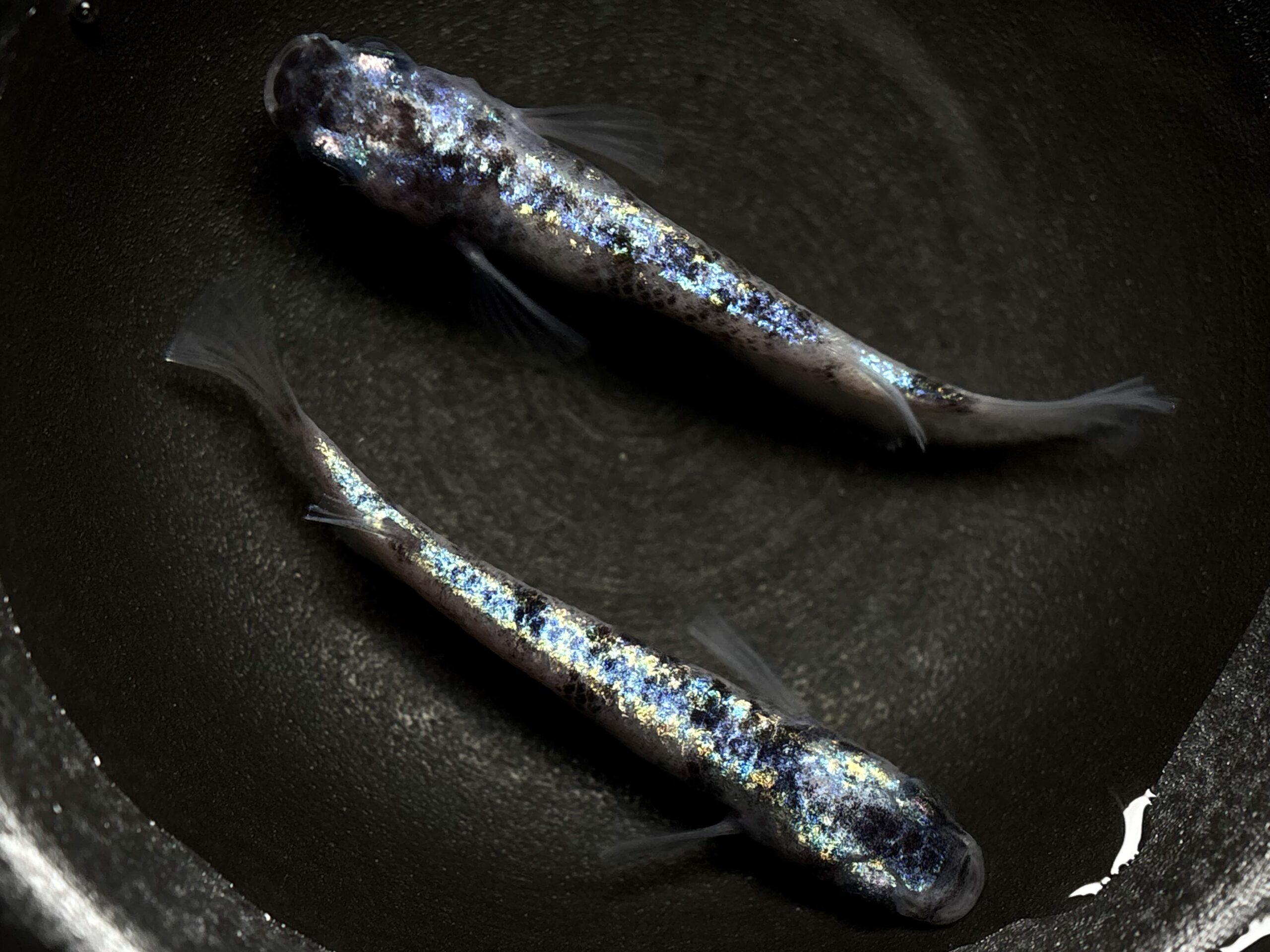 45めだか　倭寇蒼天　1ペア　(サ) 4/22 21:10終了 [ID:8160]