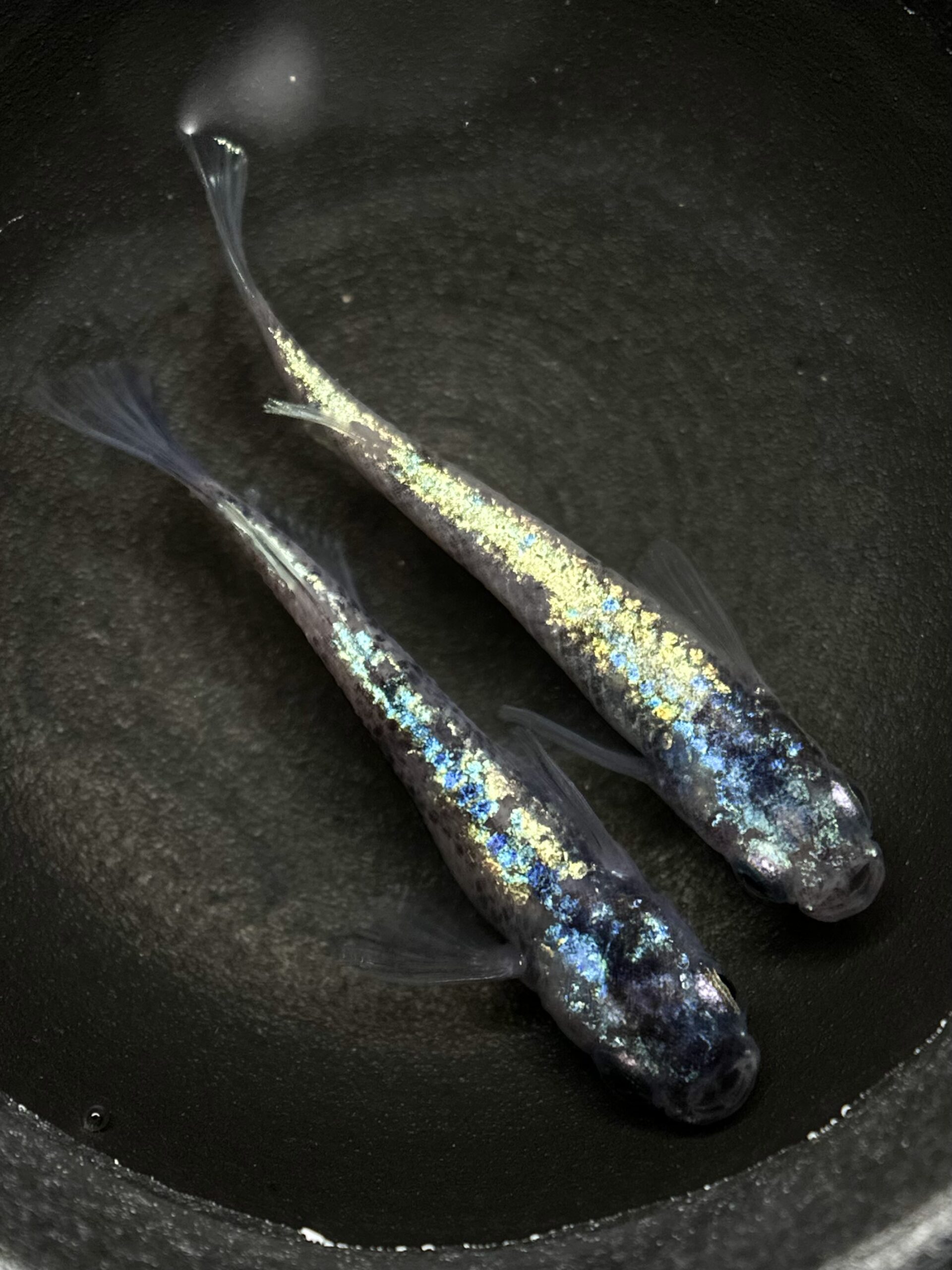 🔥 45めだか　倭寇蒼天　1ペア(サ) 2/23 21:15終了 [ID:4690]