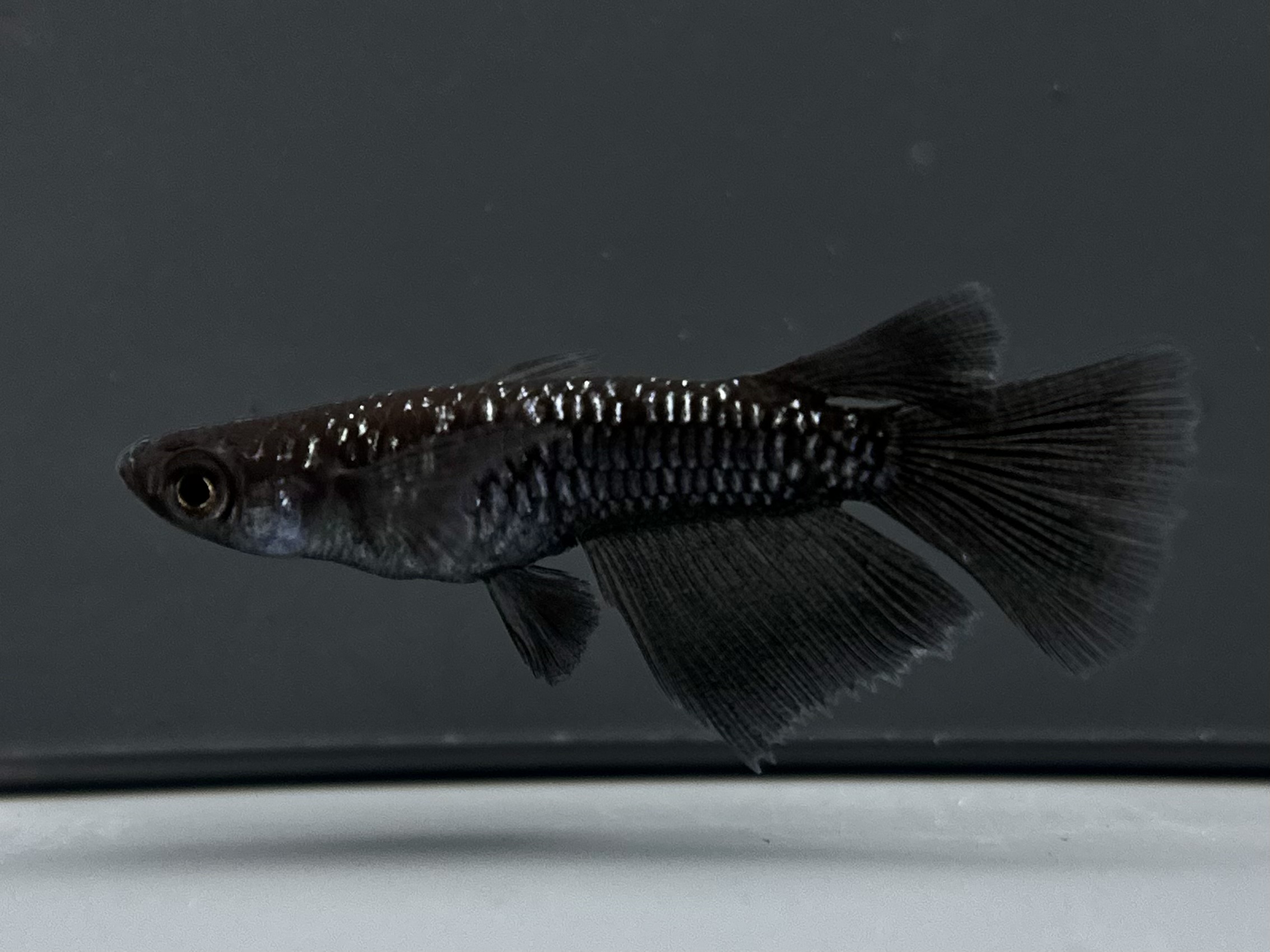 🔥 三池めだか　黝冠極 オスRLF メスヘテロ　1ペア(サ) 2/23 21:20終了 [ID:4694]