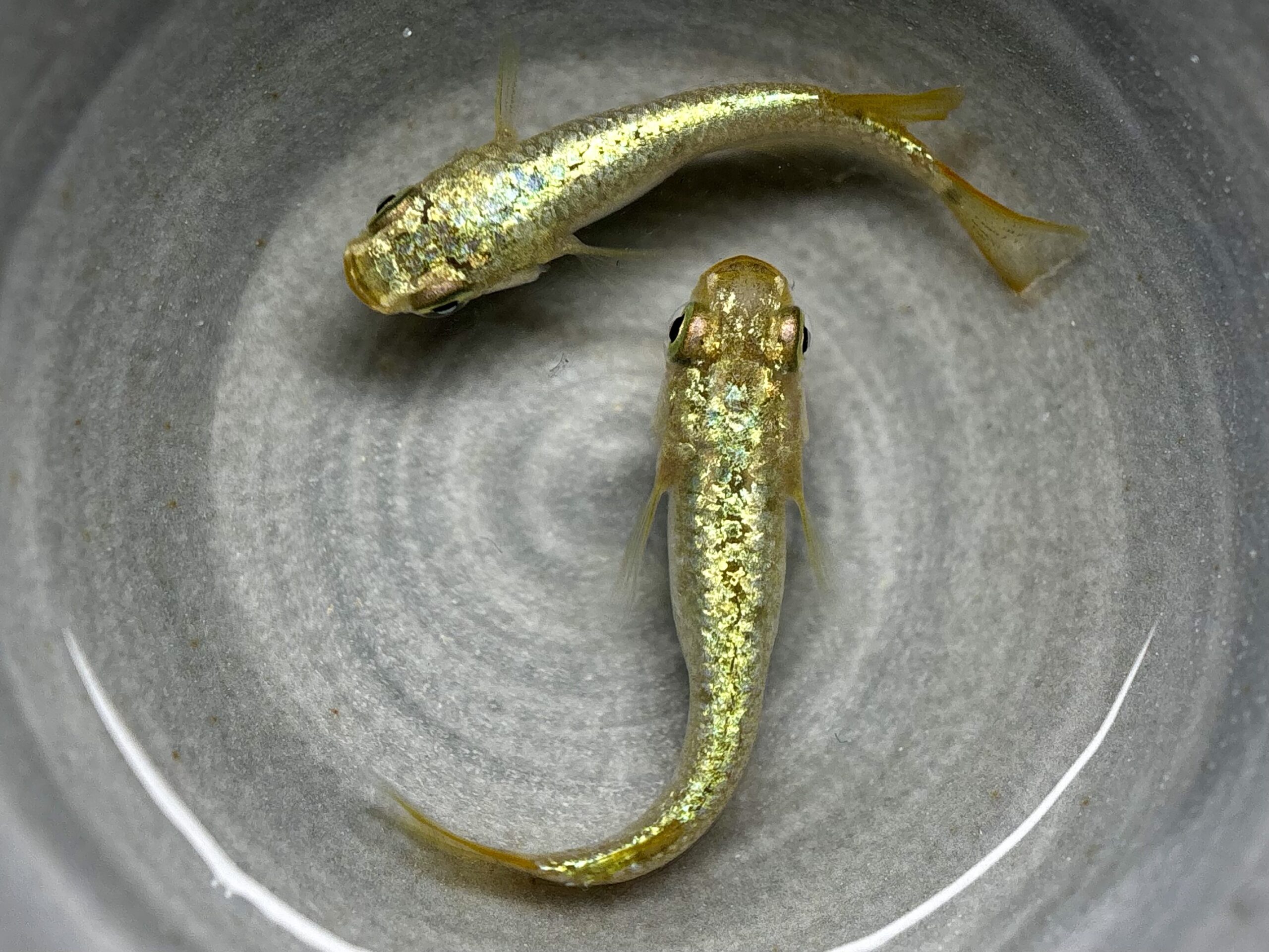 直めだか　金塊　1ペア (サ) 4/22 21:15終了 [ID:8165]