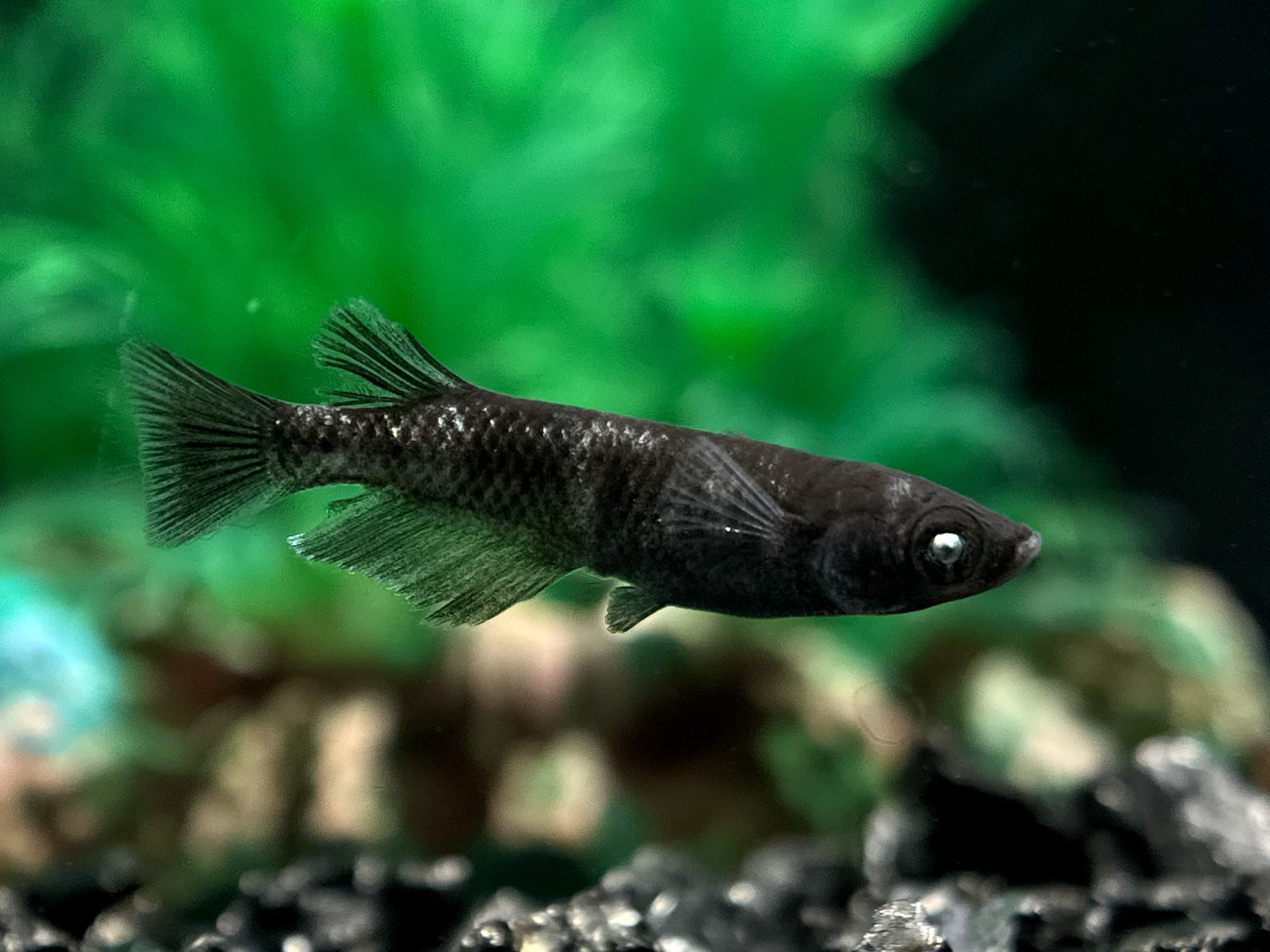 🔥 三池めだか　黝輝メジェドvol.2　1ペア(サ) 2/23 21:25終了 [ID:4700]