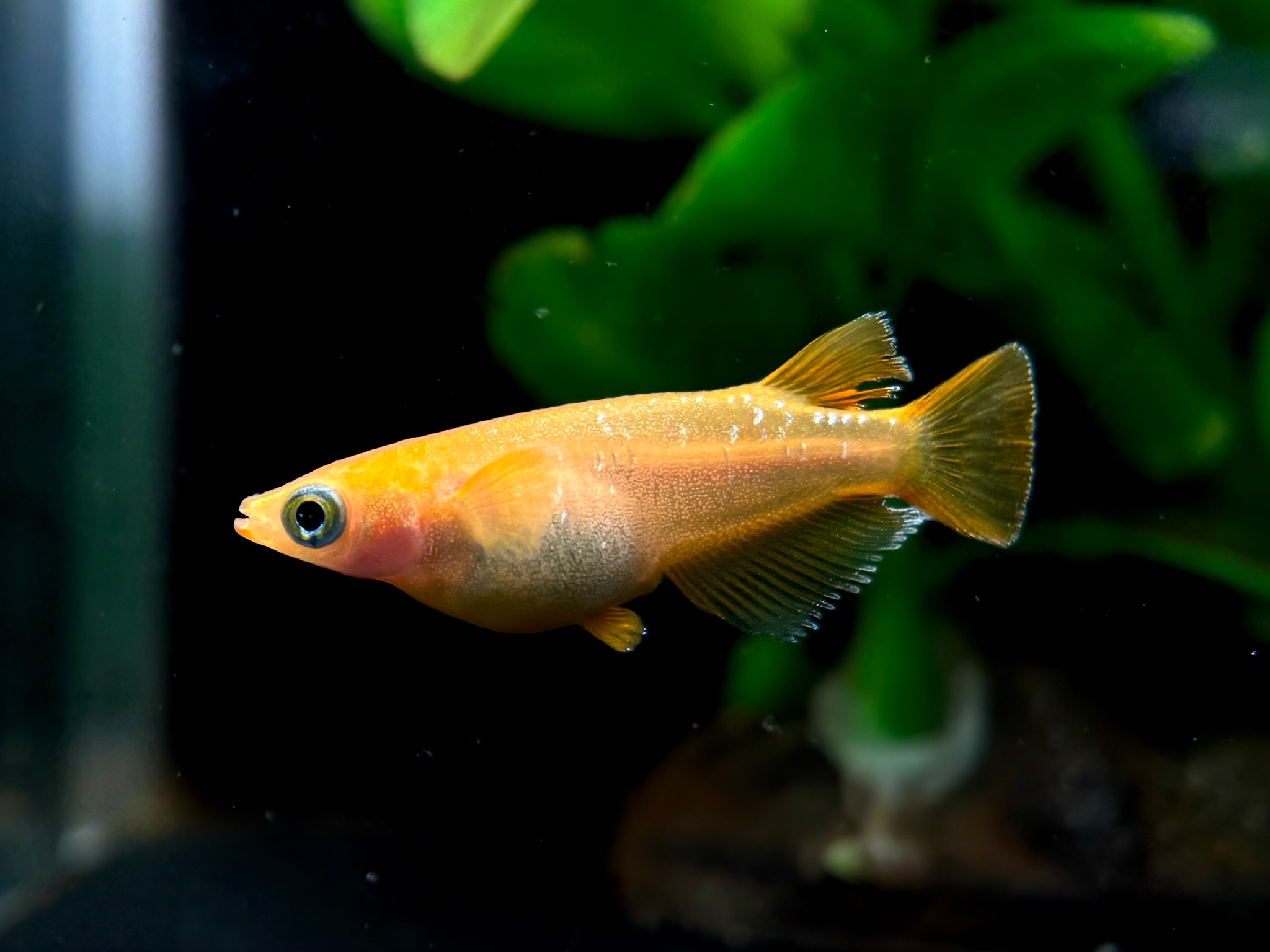 ENNMA東京養魚場)サンセットオラフ　1ペア(サ) 10/12  21:10終了 [ID:20748]
