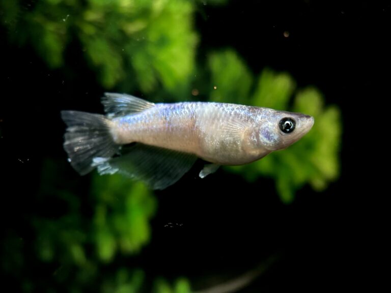 ハロメダカ　初出品)バカラロングフィン　1p 10/12 21:35 [ID:20652]