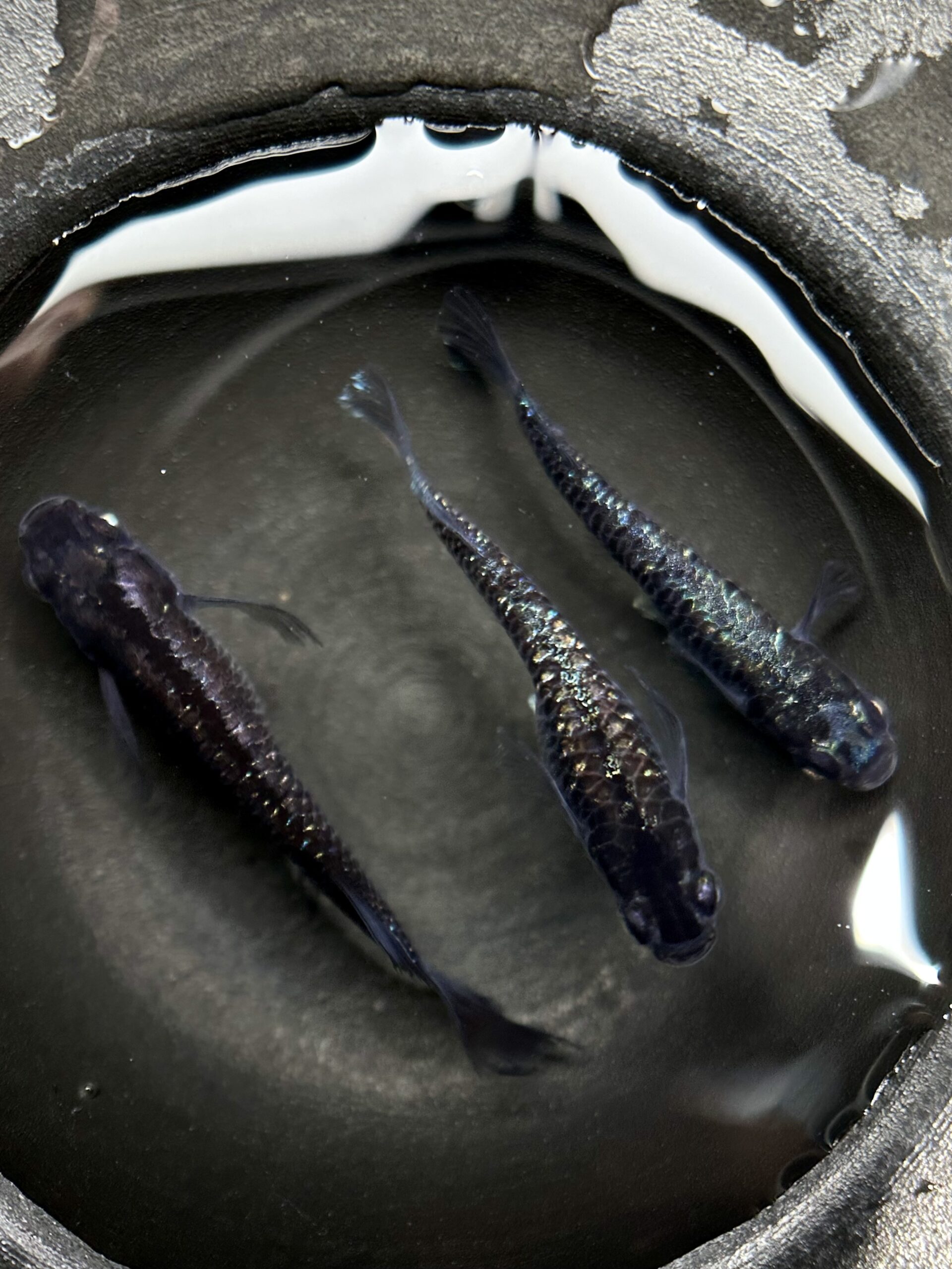 🔥 大河めだか　スケルター　1p＋@ 2/24 21:15 [ID:4785]