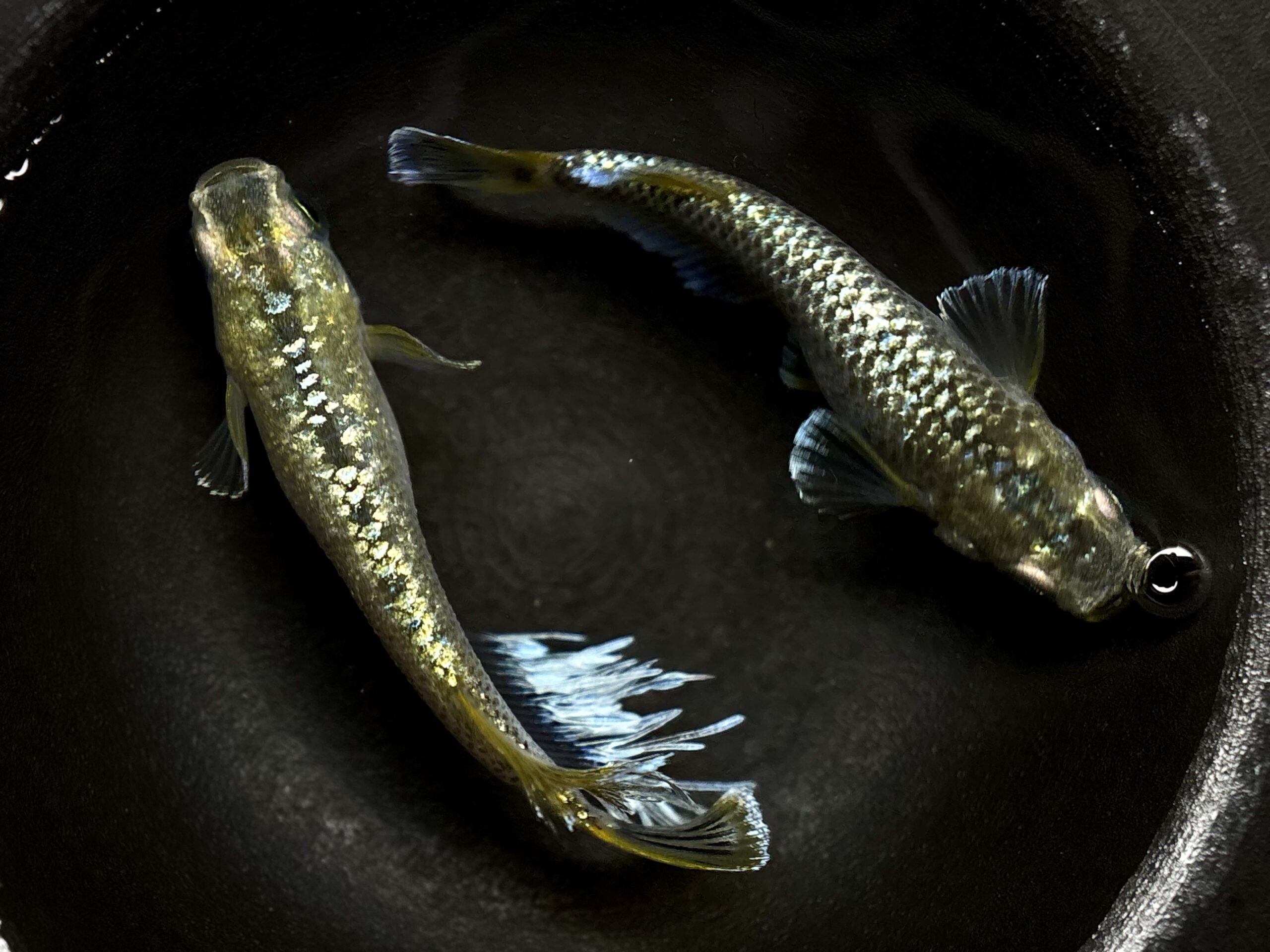 🔥 まーぼー　ベルLF 1ペア (サ) 4/22 21:20終了 [ID:8174]