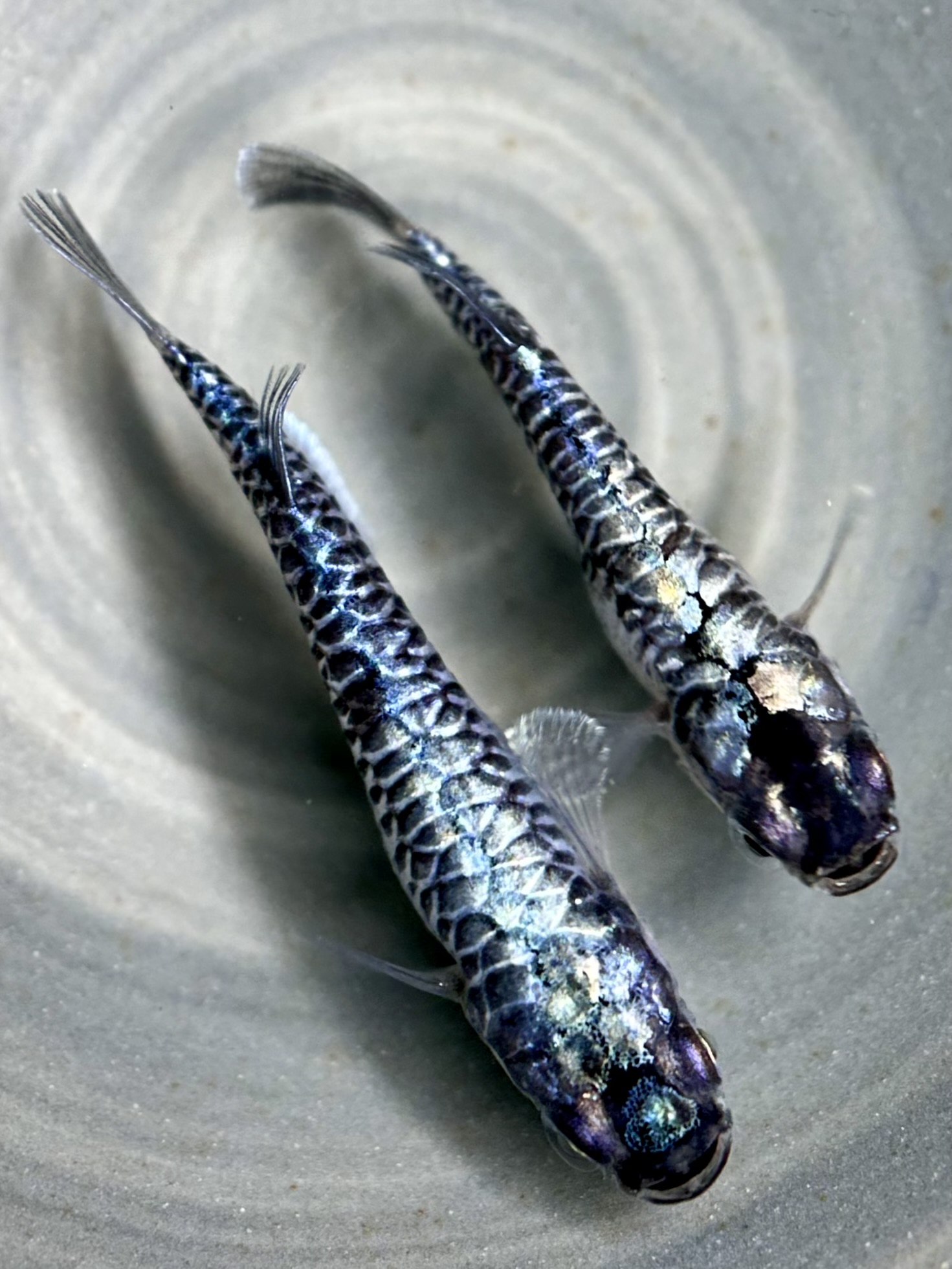 ENNMA東京養魚場　シルバーエッジ　1p 10/12 21:33 [ID:20631]