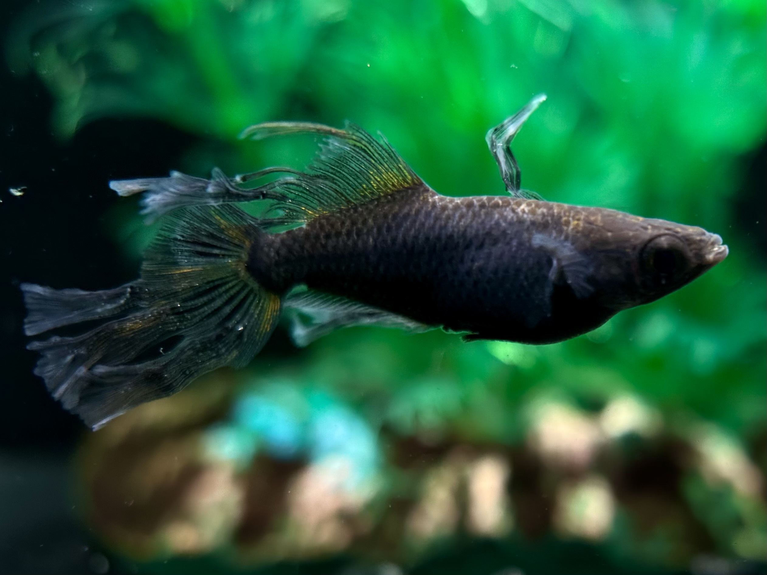 🔥 西郷めだか　煉凰　1p 2/25 21:10 [ID:4832]