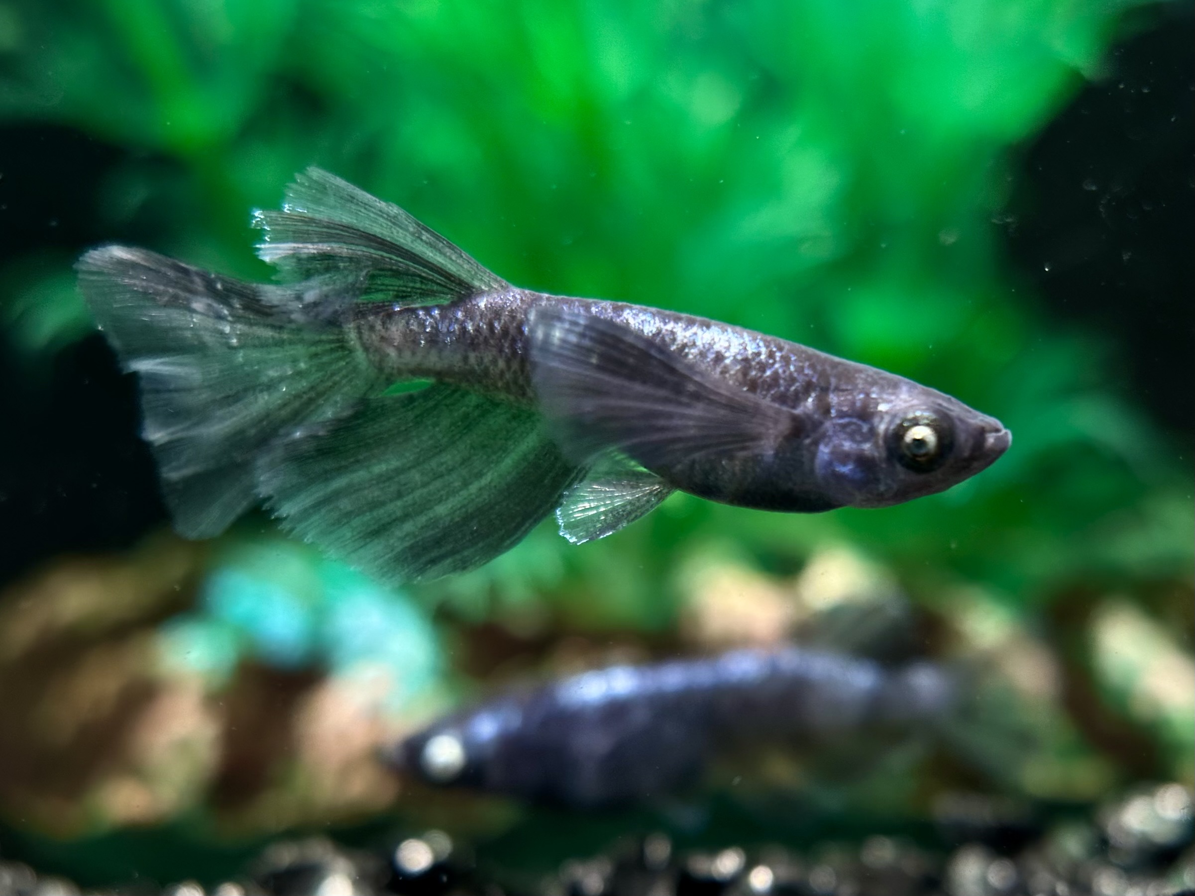 🔥 河めだか　シグマブルー　1p＋ヘテロ1p　2/25 21:15 [ID:4824]